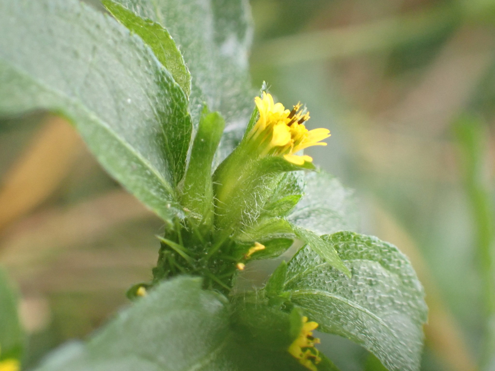 Photo of Nodeweed (5/12)