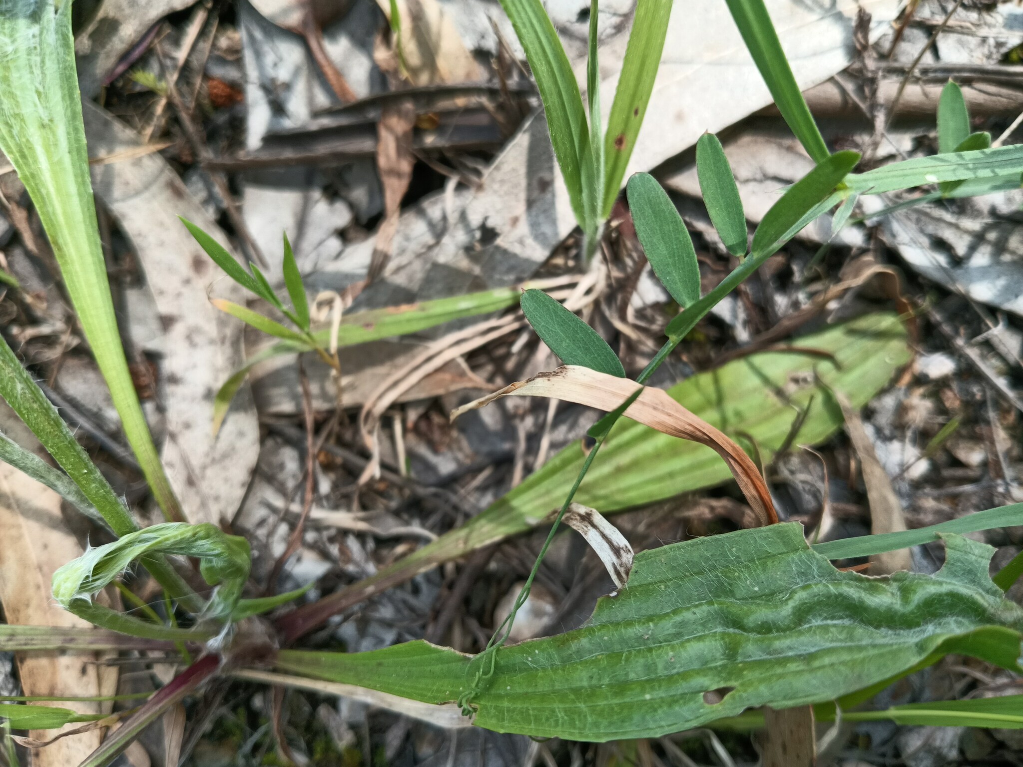 Photo of Crimson Pea (6/8)