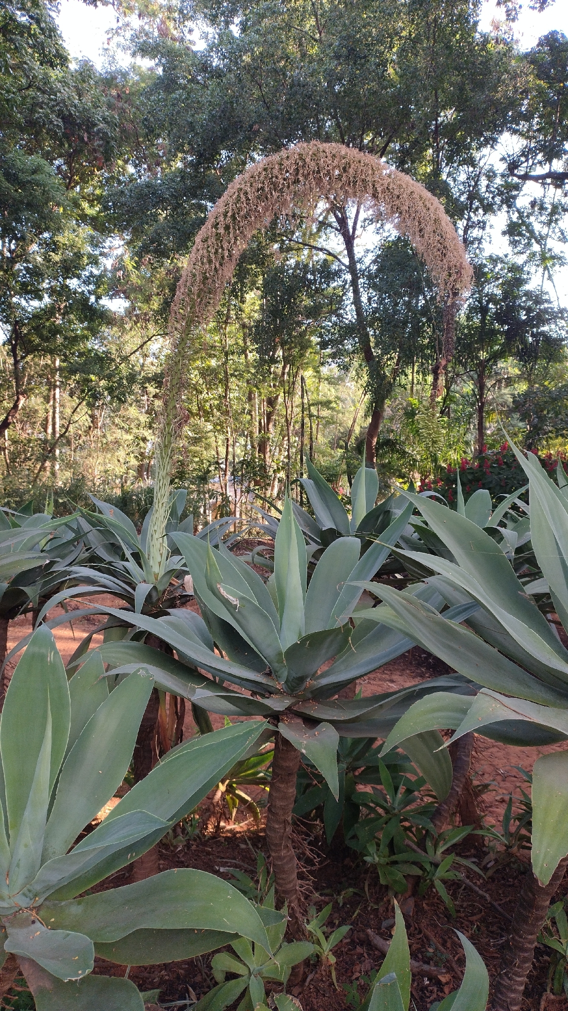 Photo of Swan-neck Agave (3/12)