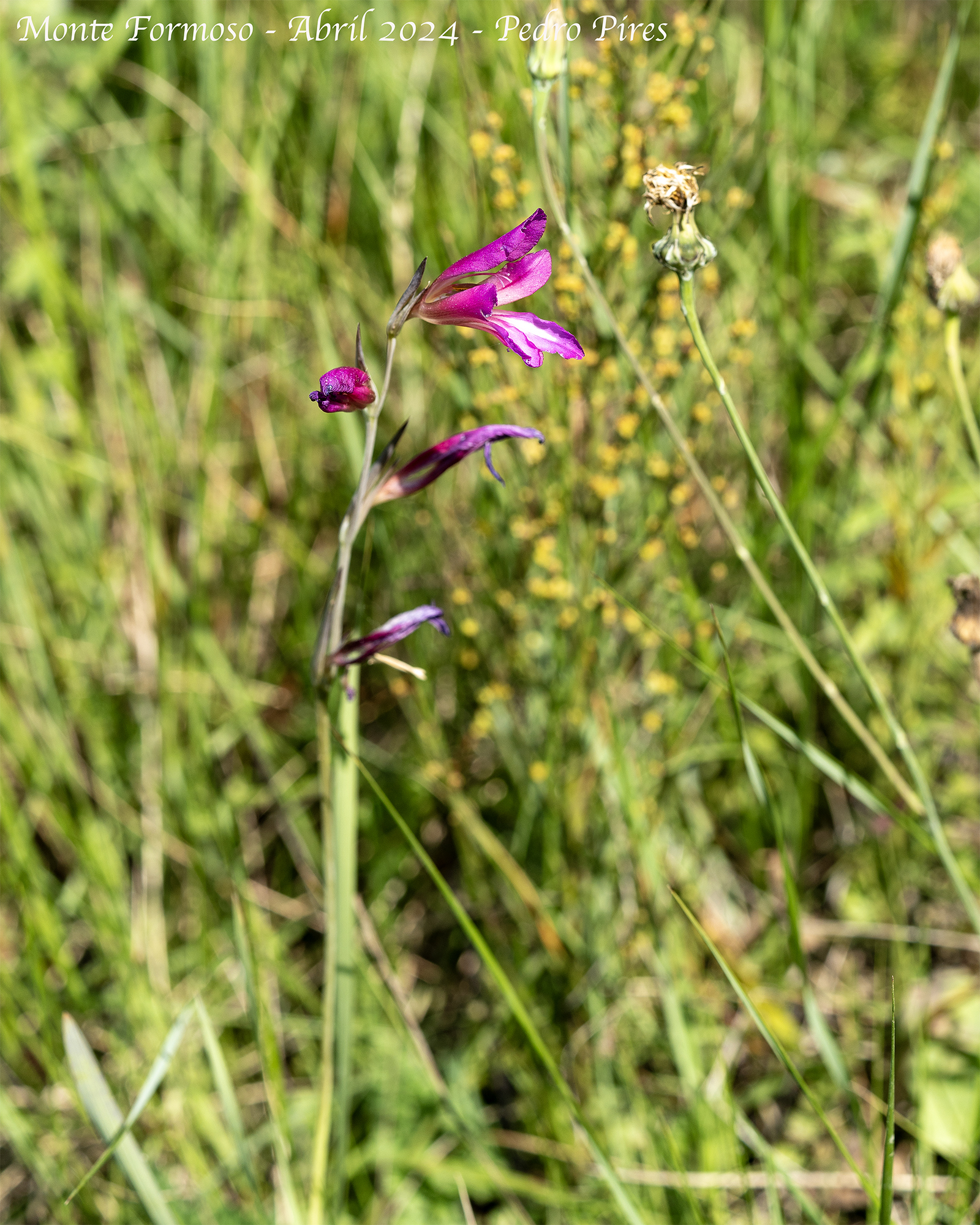 Photo of Field Gladiolus (8/12)