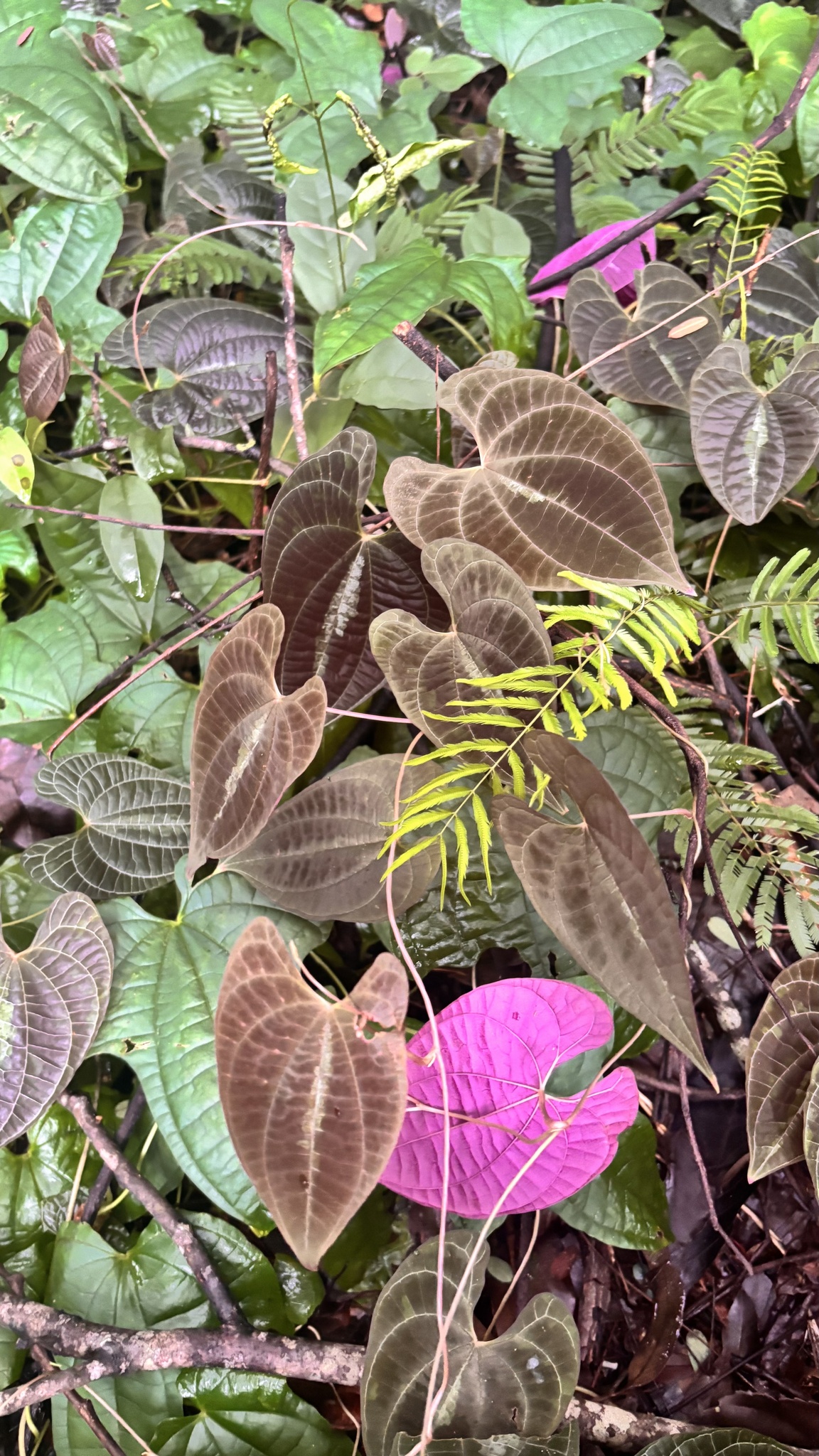 Photo of variegated monkey ball vine (3/8)