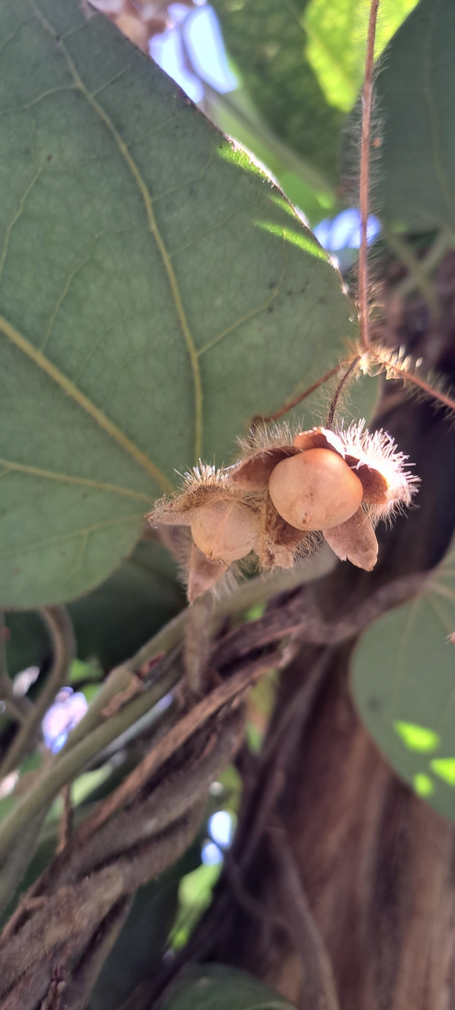 Photo of Brazilian Dutchman's Pipe (13/15)