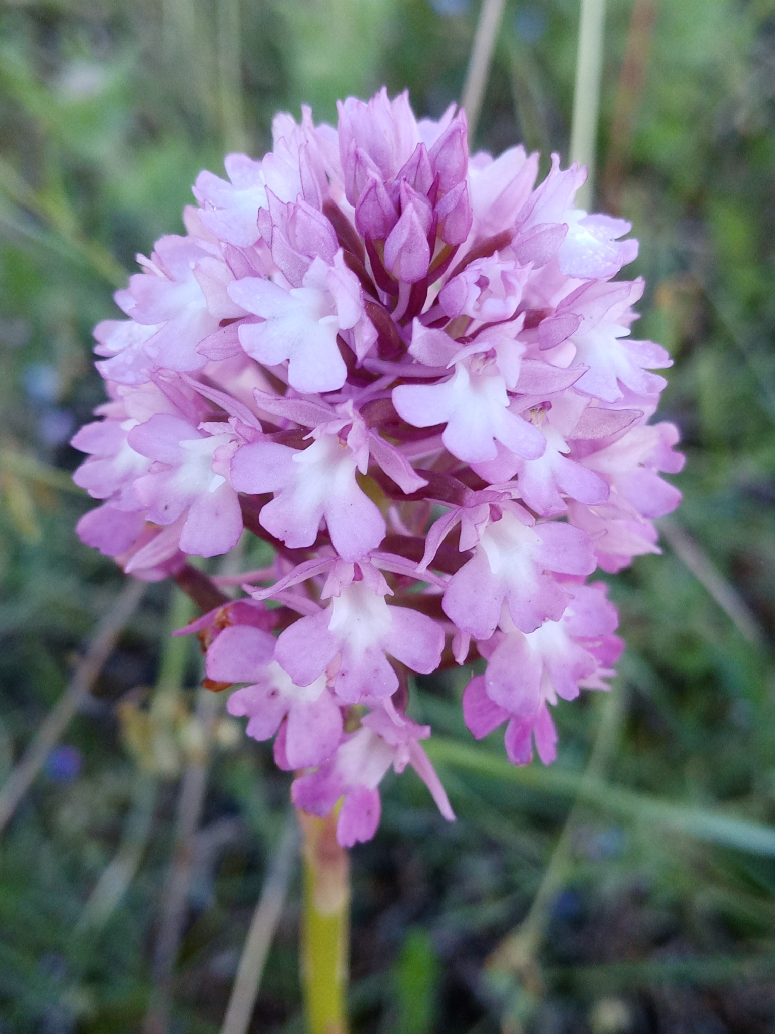 Photo of pyramidal orchid (5/12)