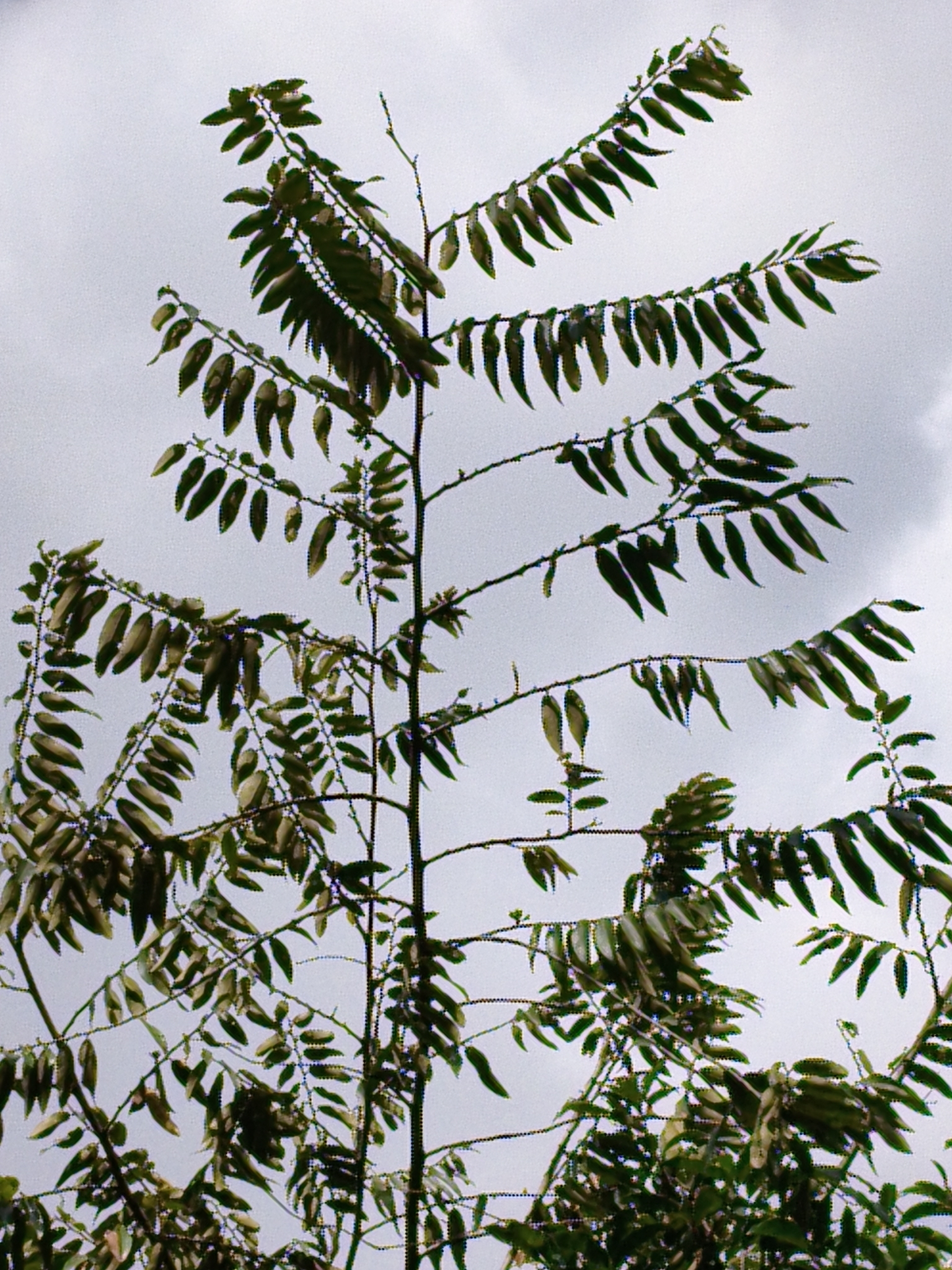 Photo of Xylopia aromatica (8/8)