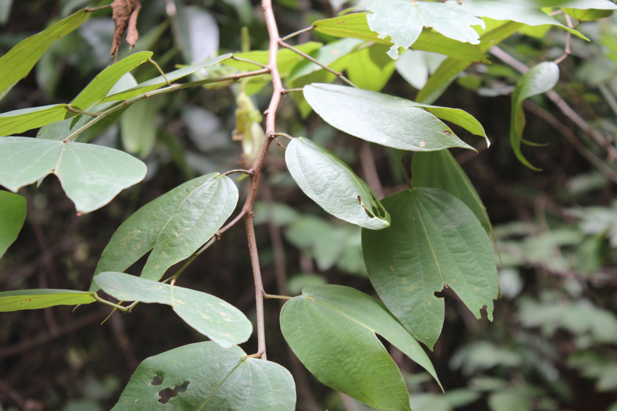 Photo of Bauhinia ungulata (5/9)