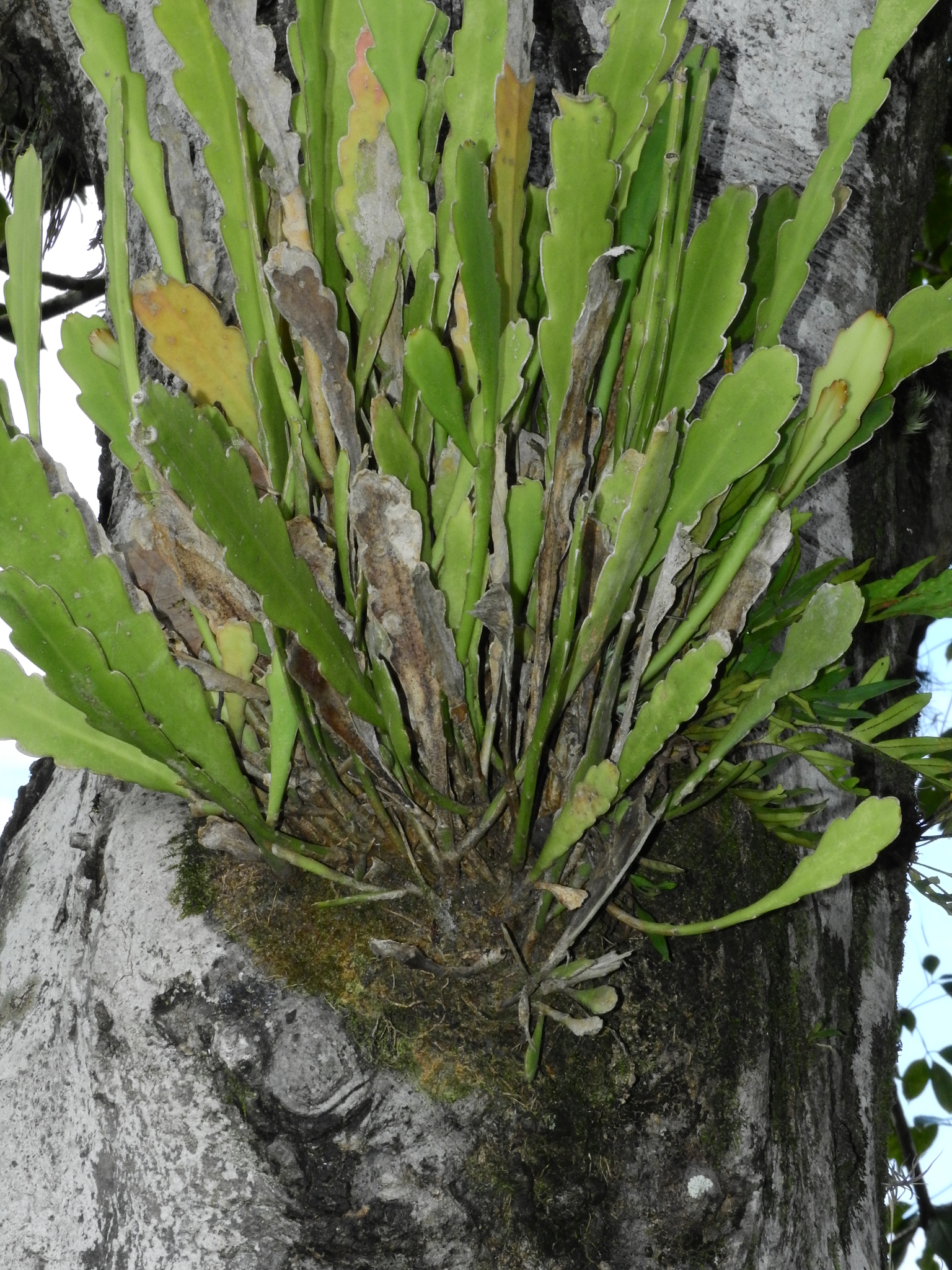 Photo of Epiphyllum phyllanthus (11/12)