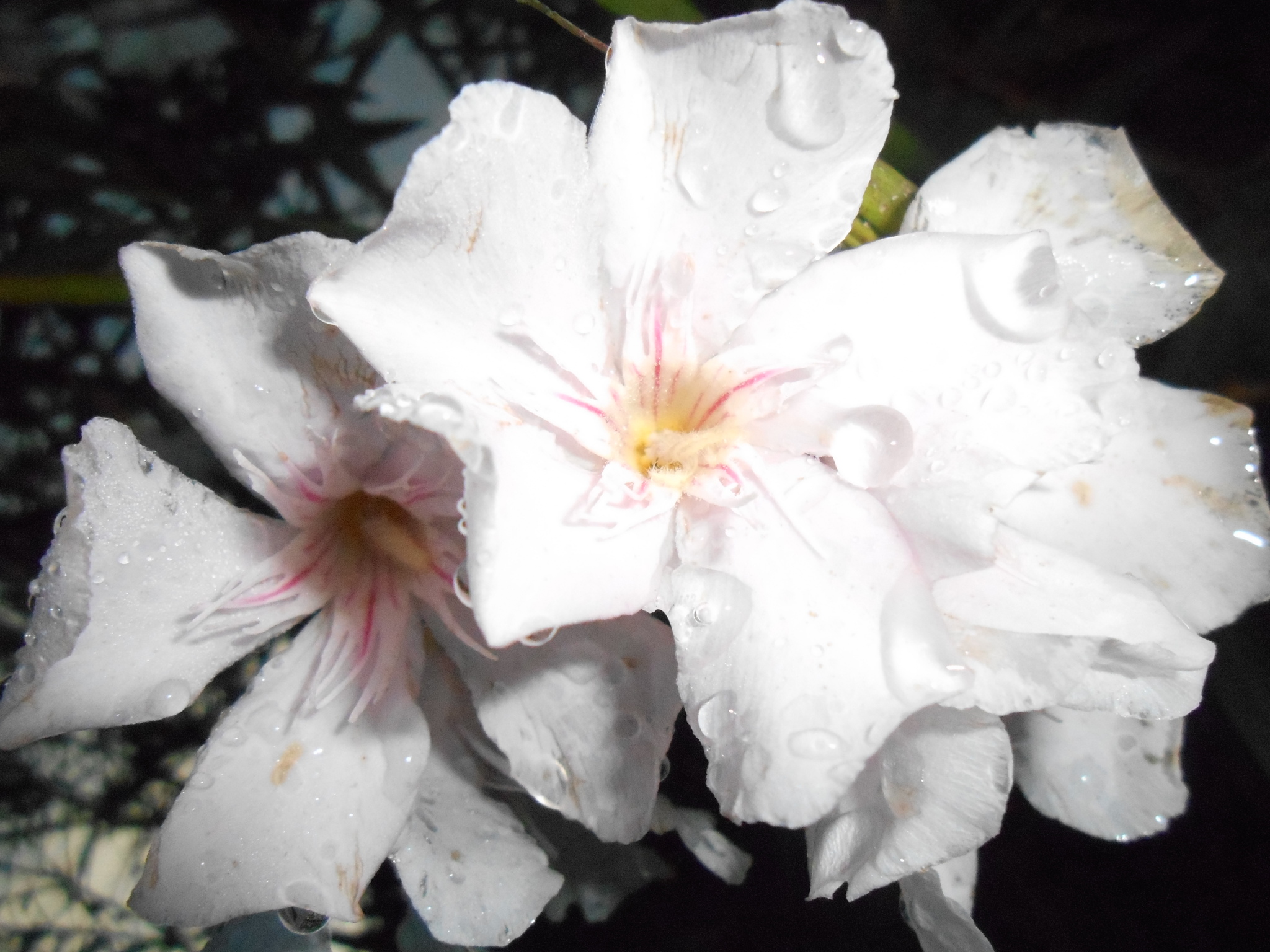 Photo of oleander (10/10)