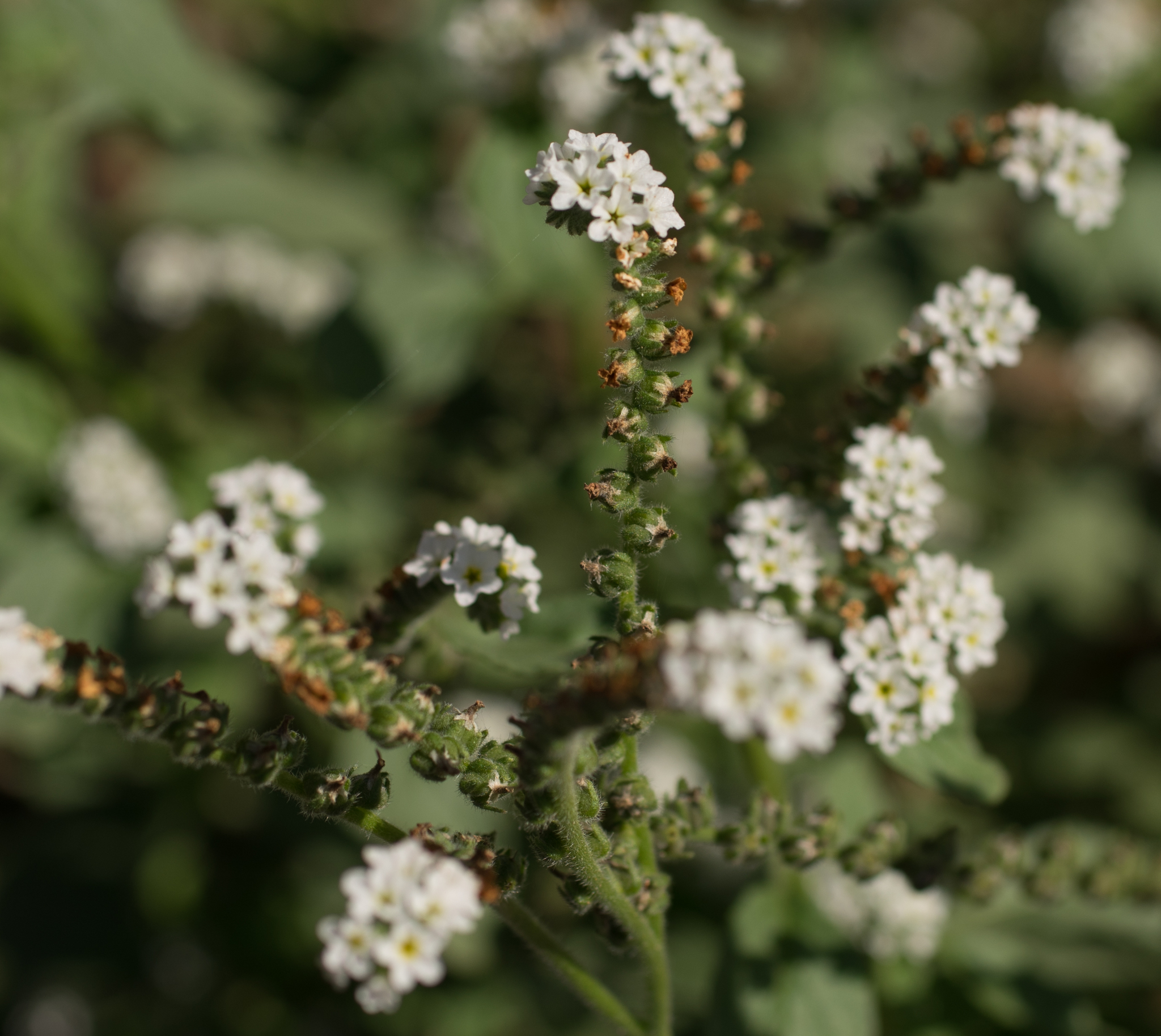 Photo of European heliotrope (8/12)