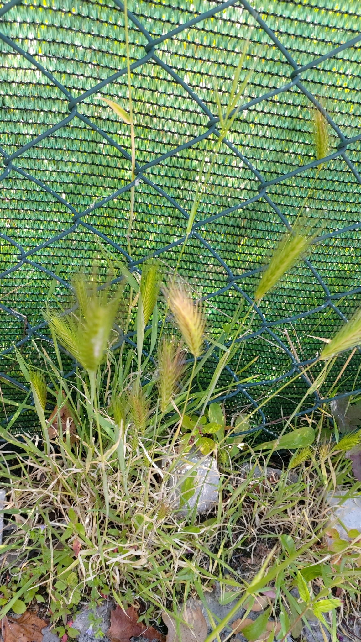 Photo of wall barley (10/12)