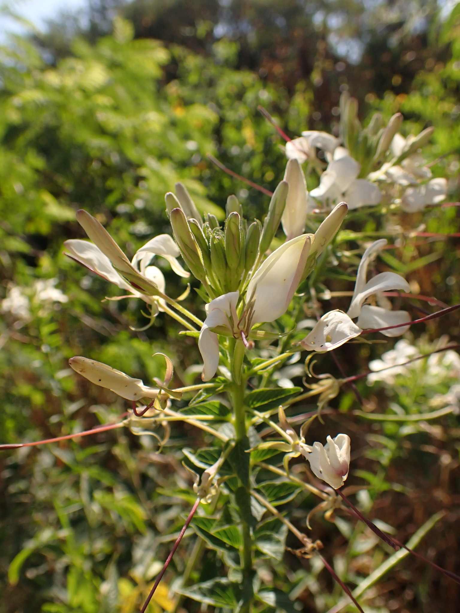 Photo of Spider flower (5/8)