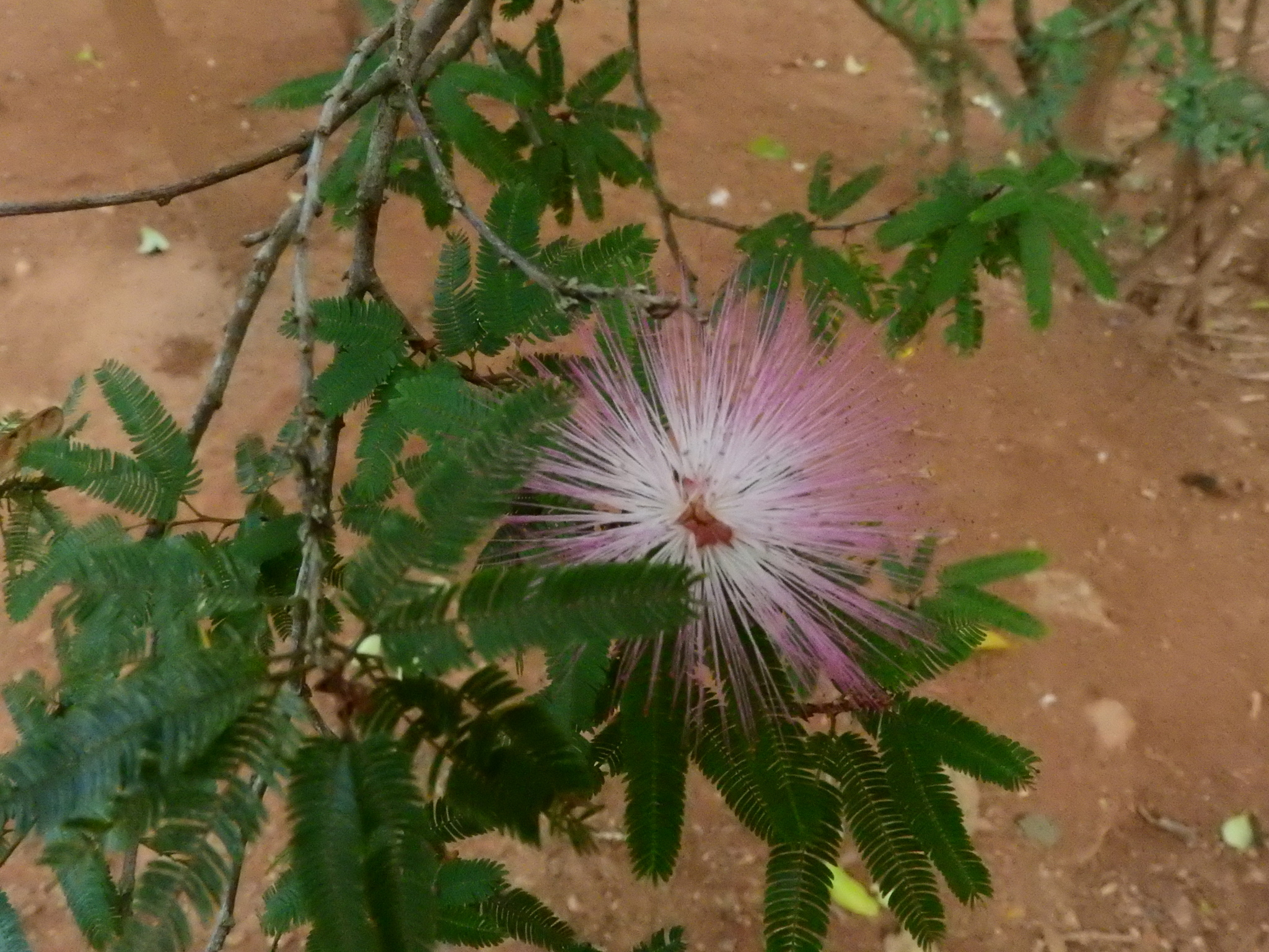 Photo of Pink Powderpuff (4/9)