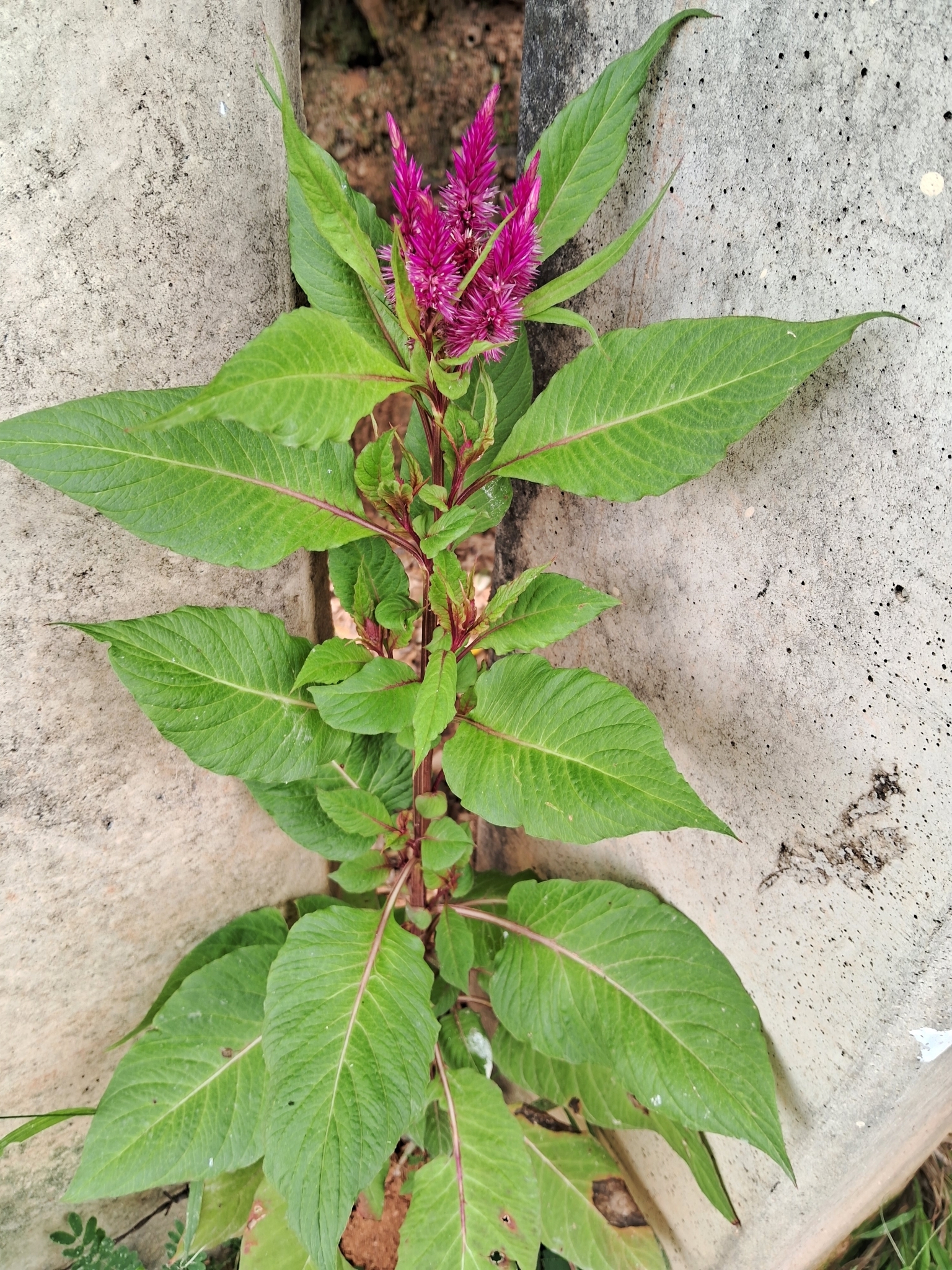 Photo of Flamingo Feather Flower (6/7)