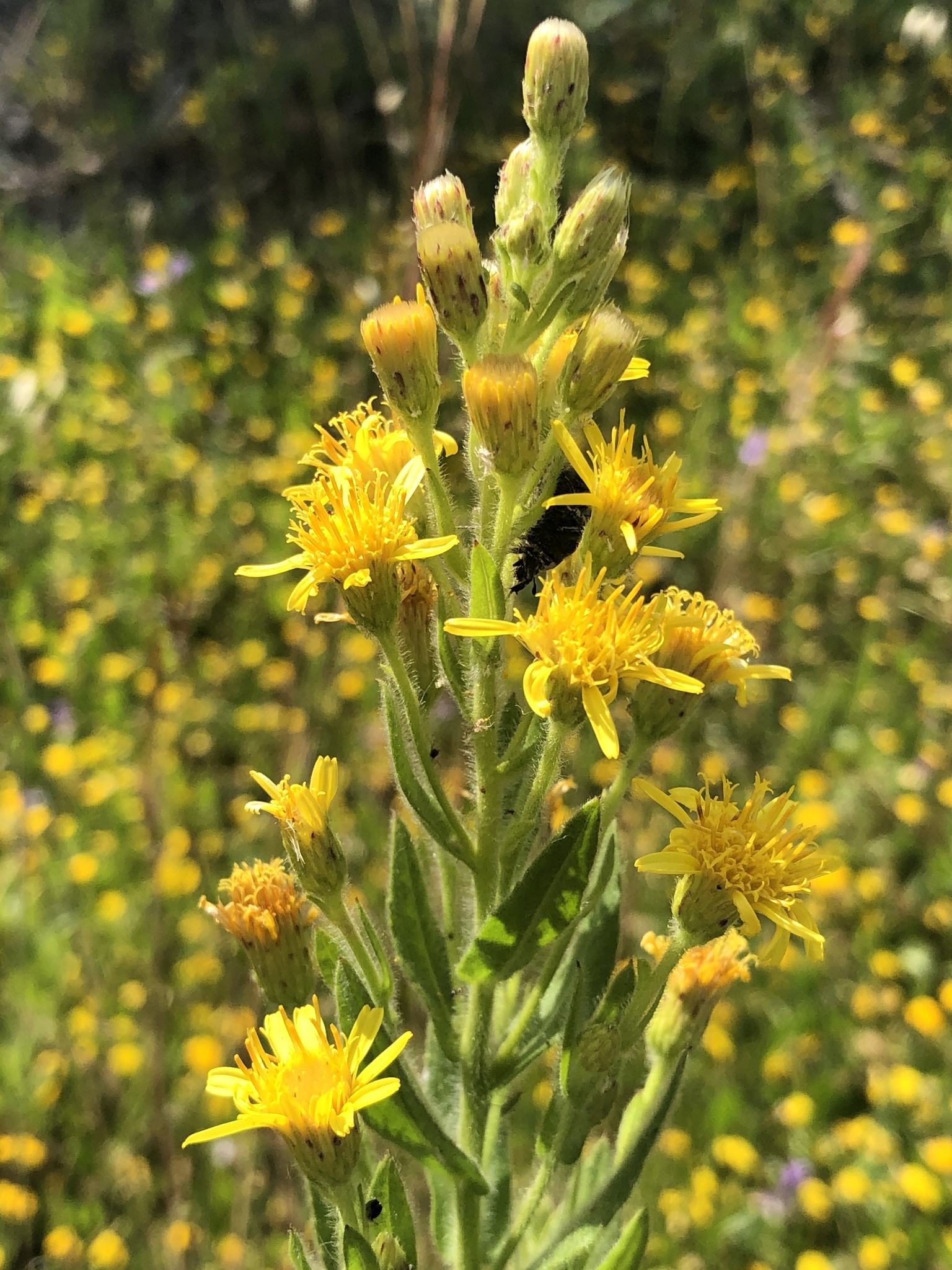 Photo of false yellowhead (9/12)