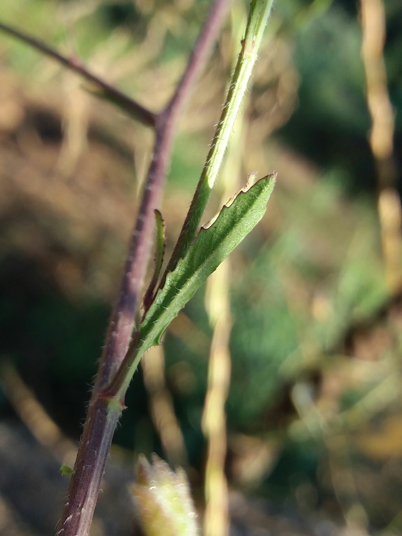 Photo of Shortpod Mustard (12/12)