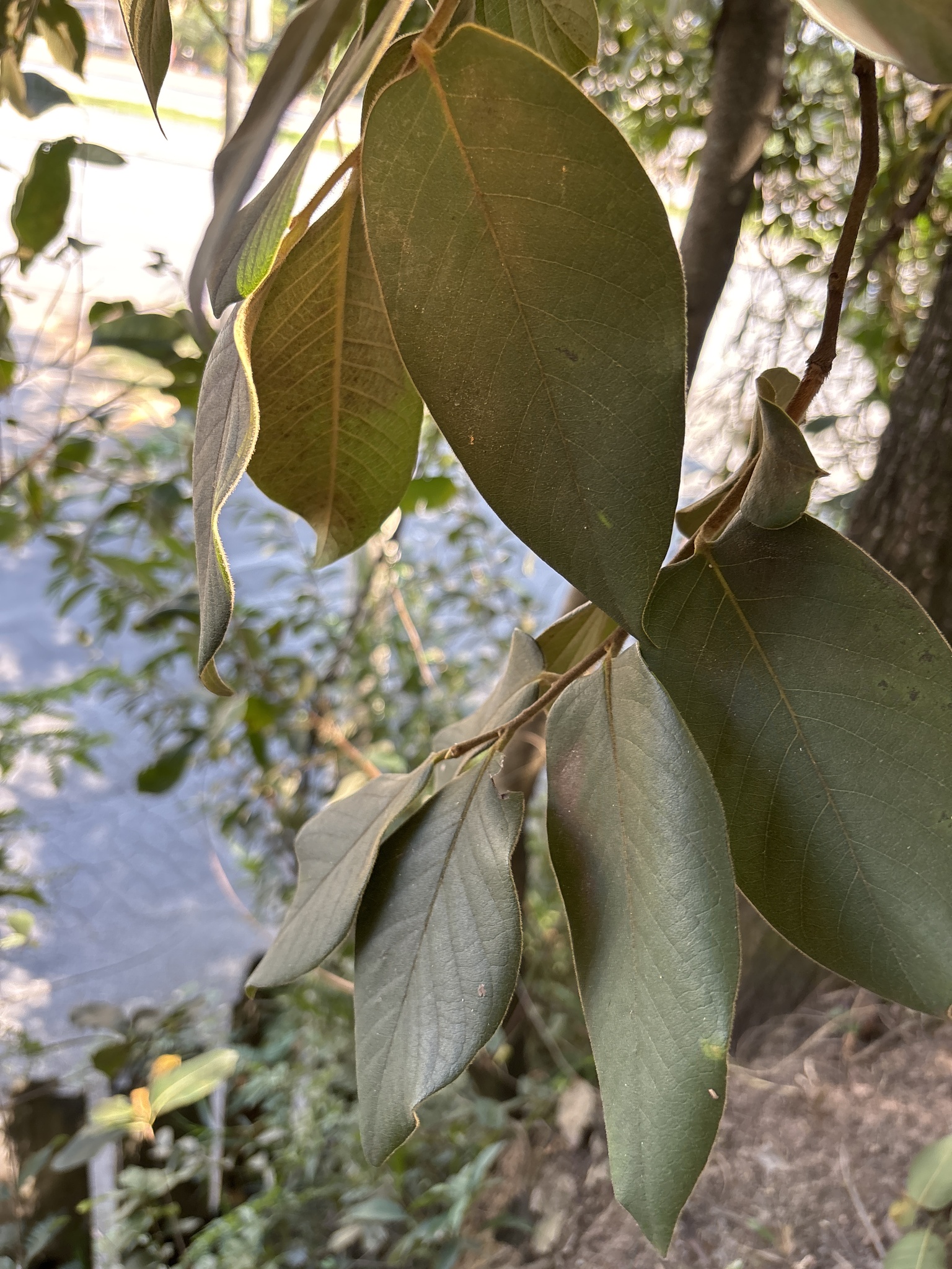 Photo of Diospyros lasiocalyx (11/12)