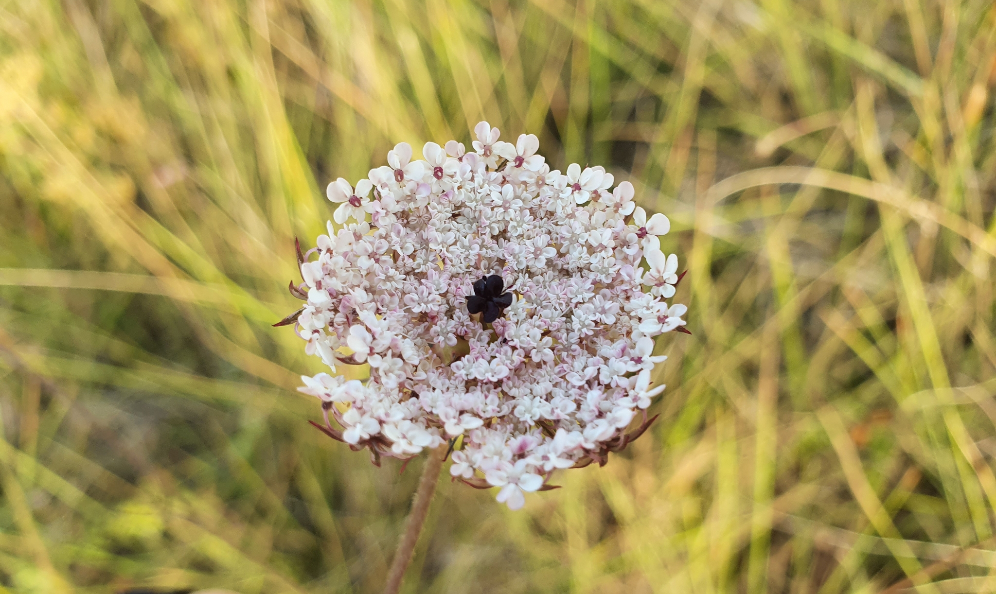 Photo of wild carrot (1/7)
