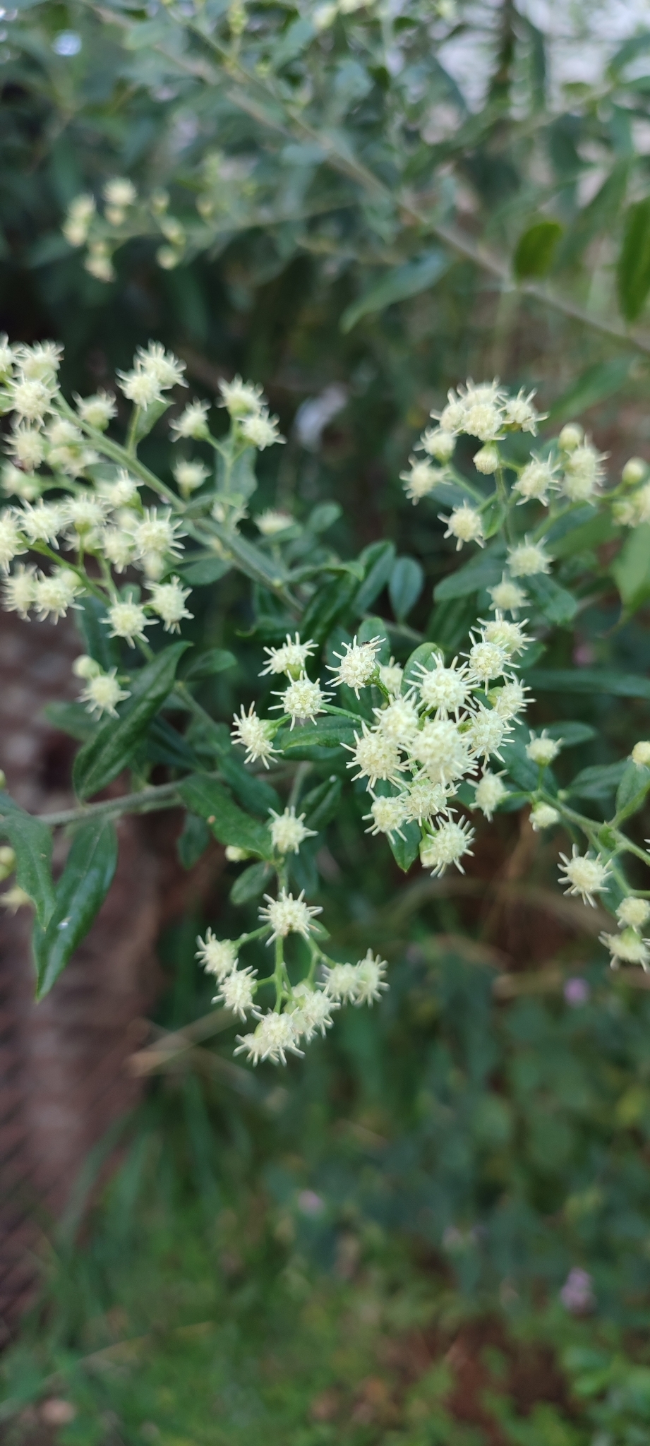 Photo of Baccharis trinervis (1/12)