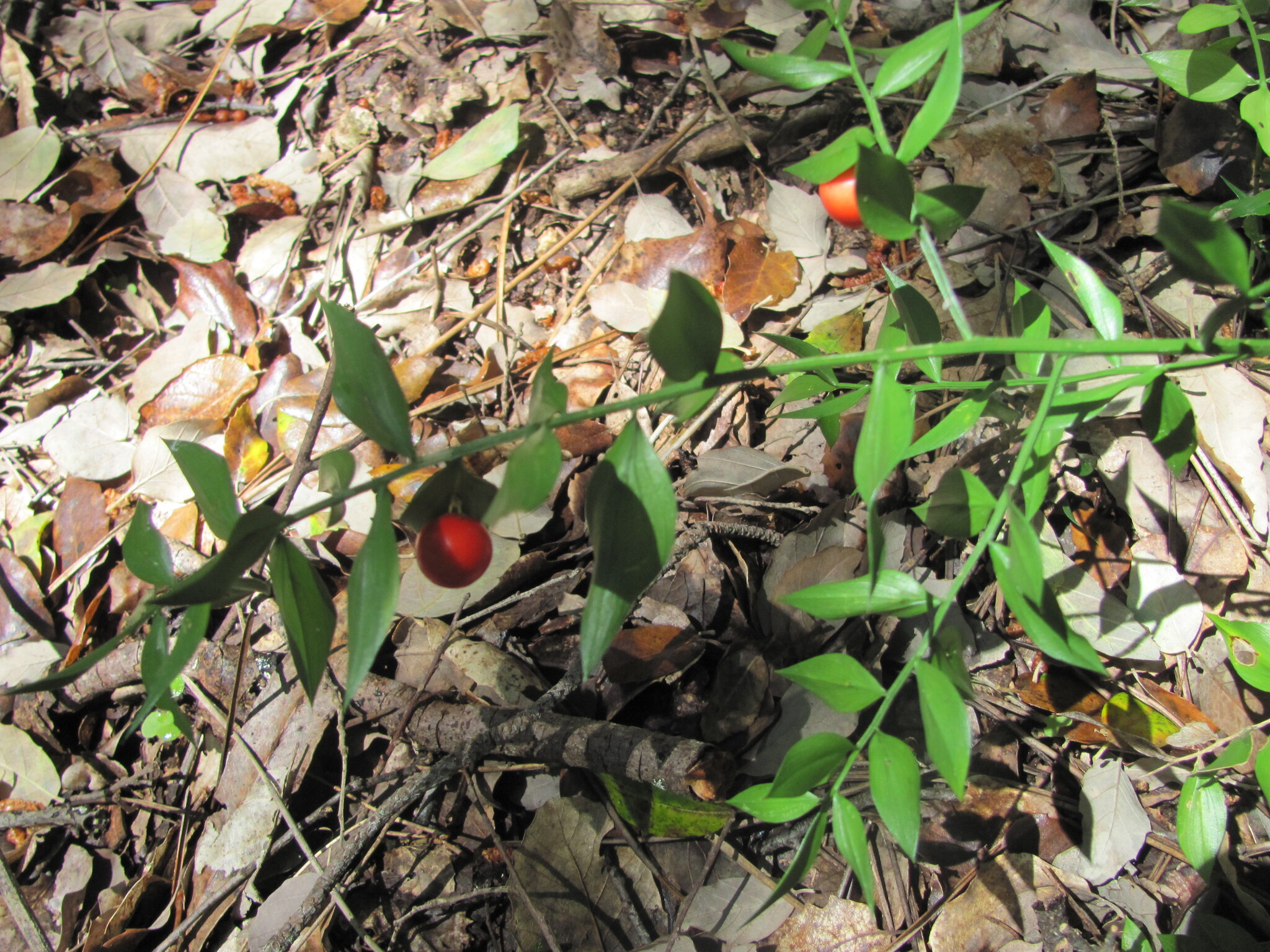 Photo of butcher's-broom (3/7)
