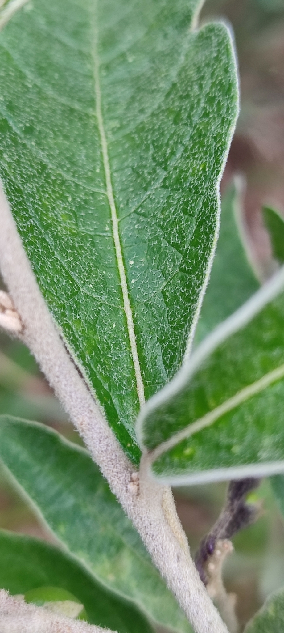 Photo of Solanum paniculatum (11/12)