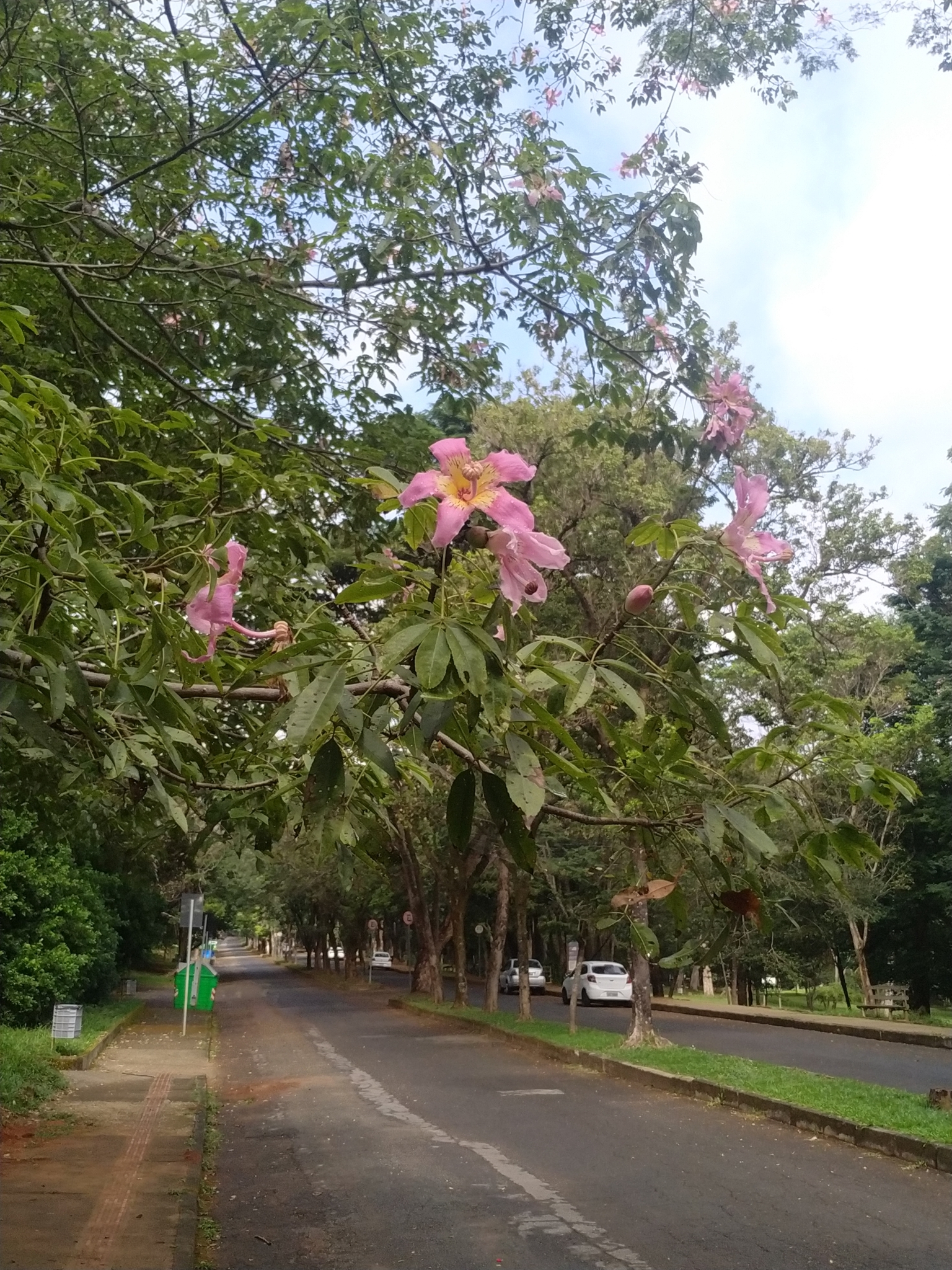 Photo of Silk floss tree (1/12)