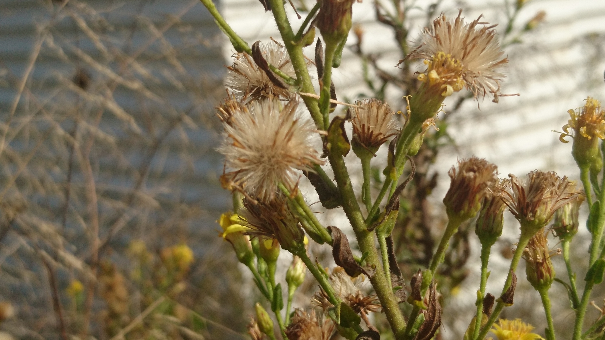 Photo of false yellowhead (3/12)