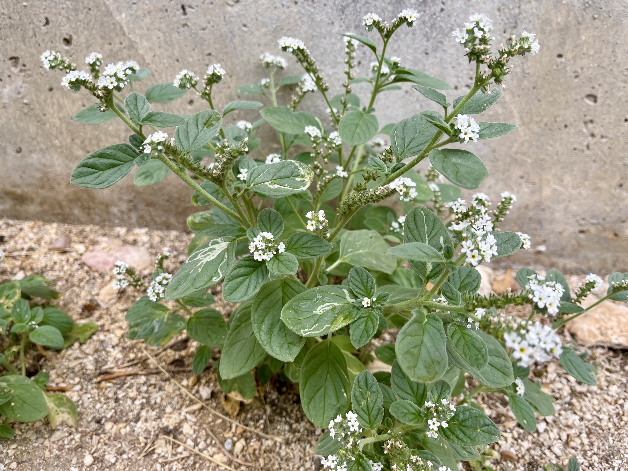 Photo of European heliotrope (4/12)