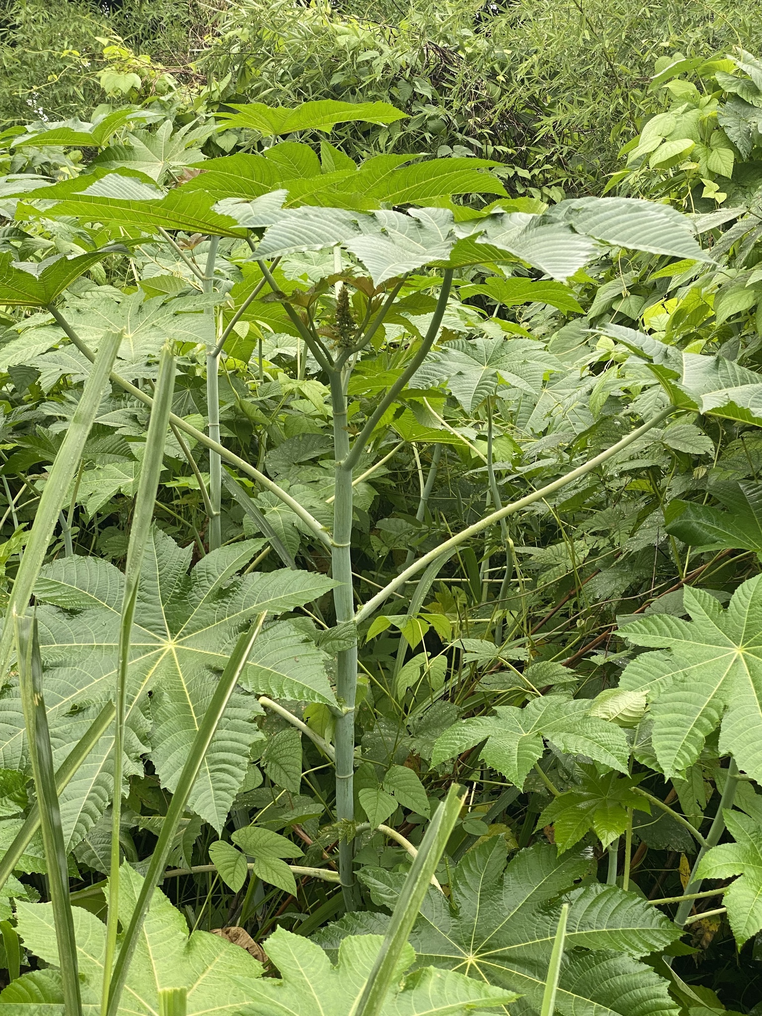 Photo of castor bean (11/12)