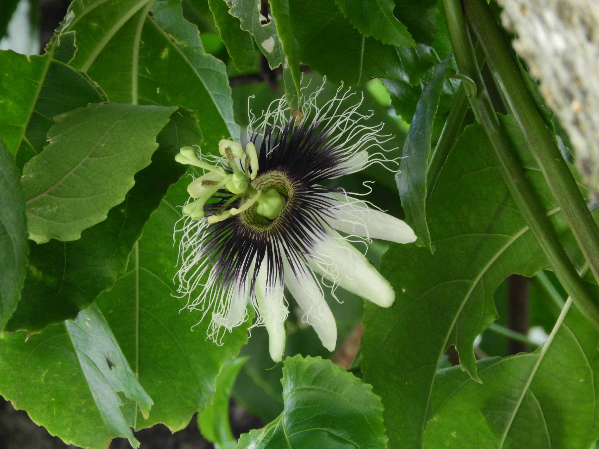 Photo of Yellow passionfruit (11/12)
