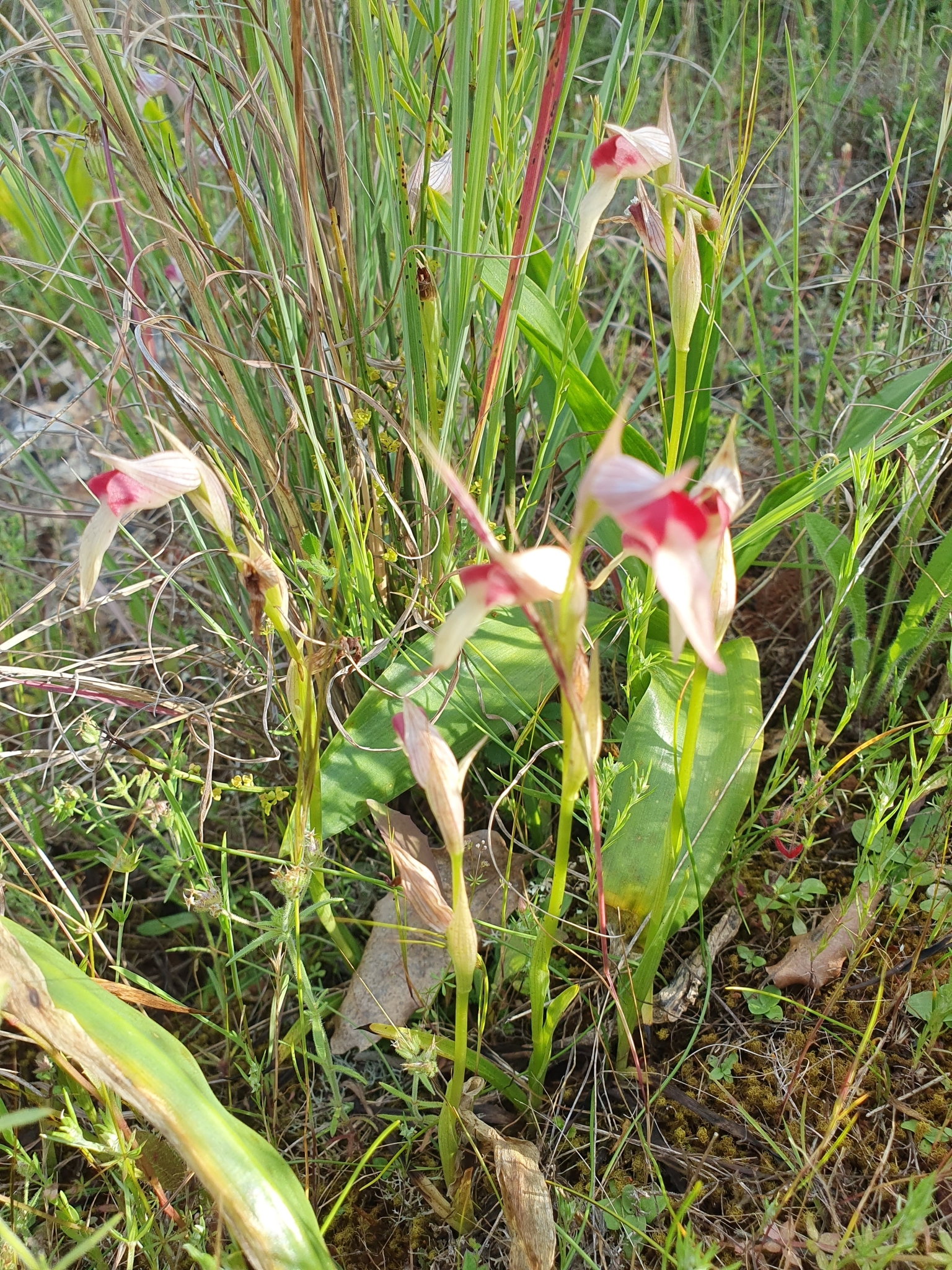 Photo of Tongue Orchid (7/12)