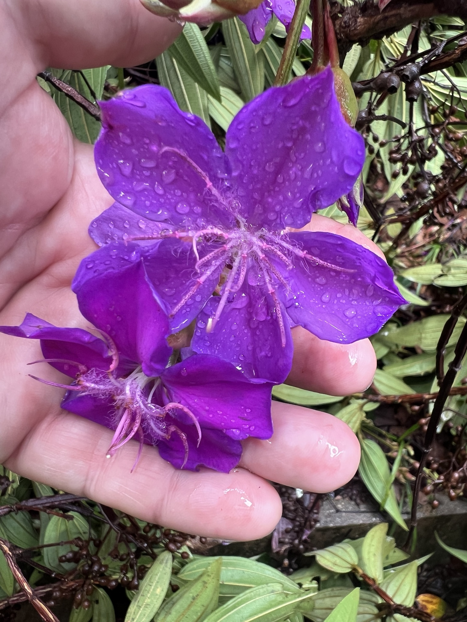 Photo of Glory Bush Tree (7/12)