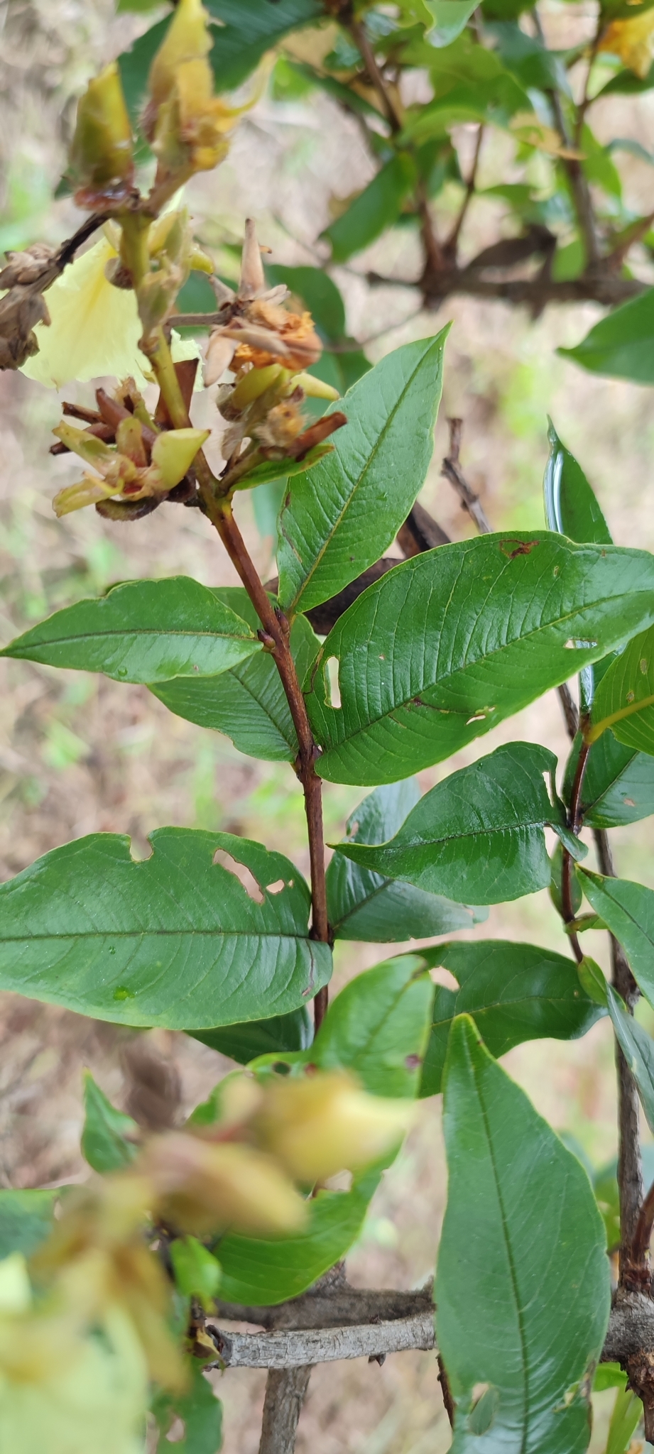 Photo of Qualea multiflora (7/12)