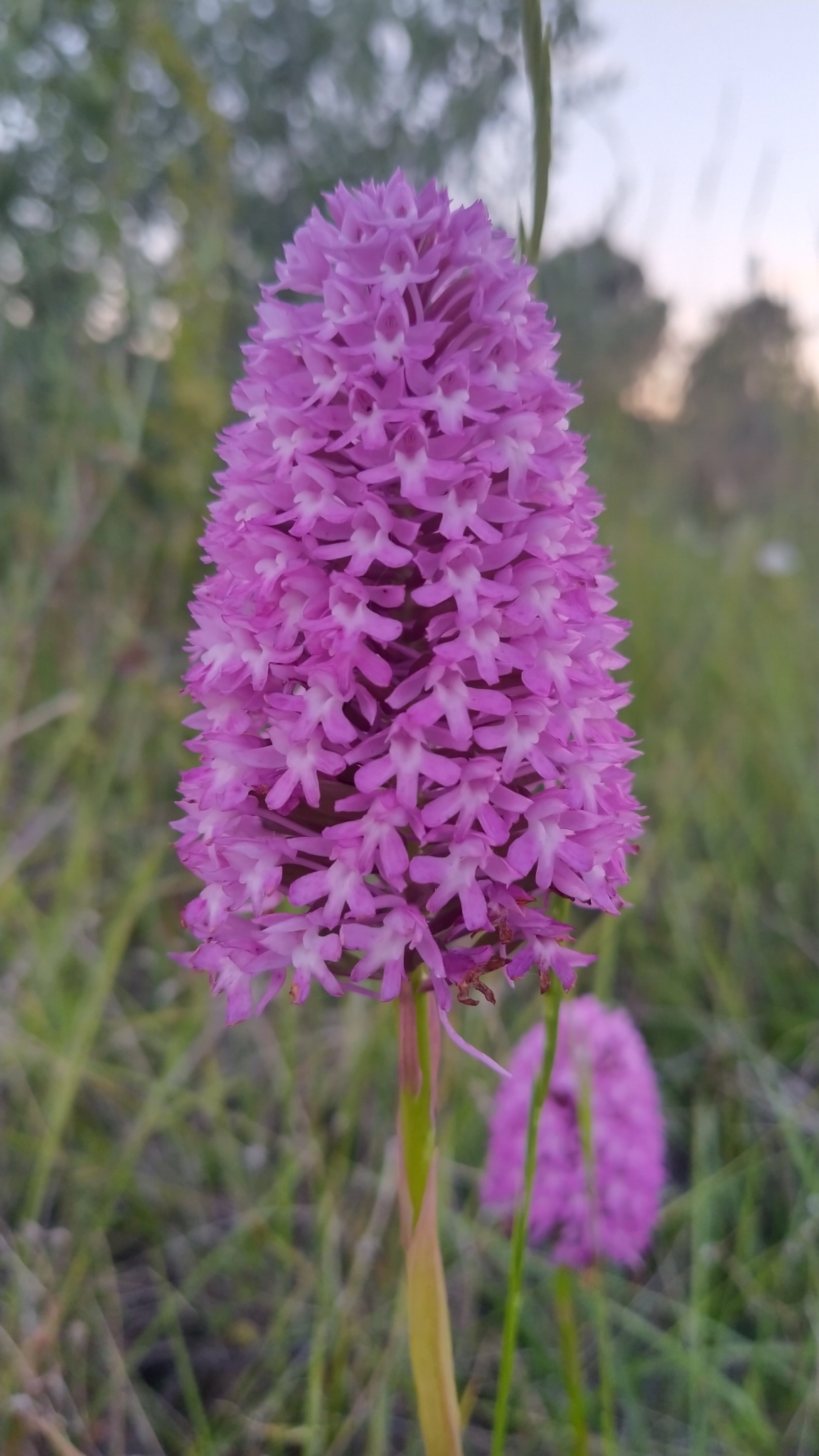 Photo of pyramidal orchid (4/12)