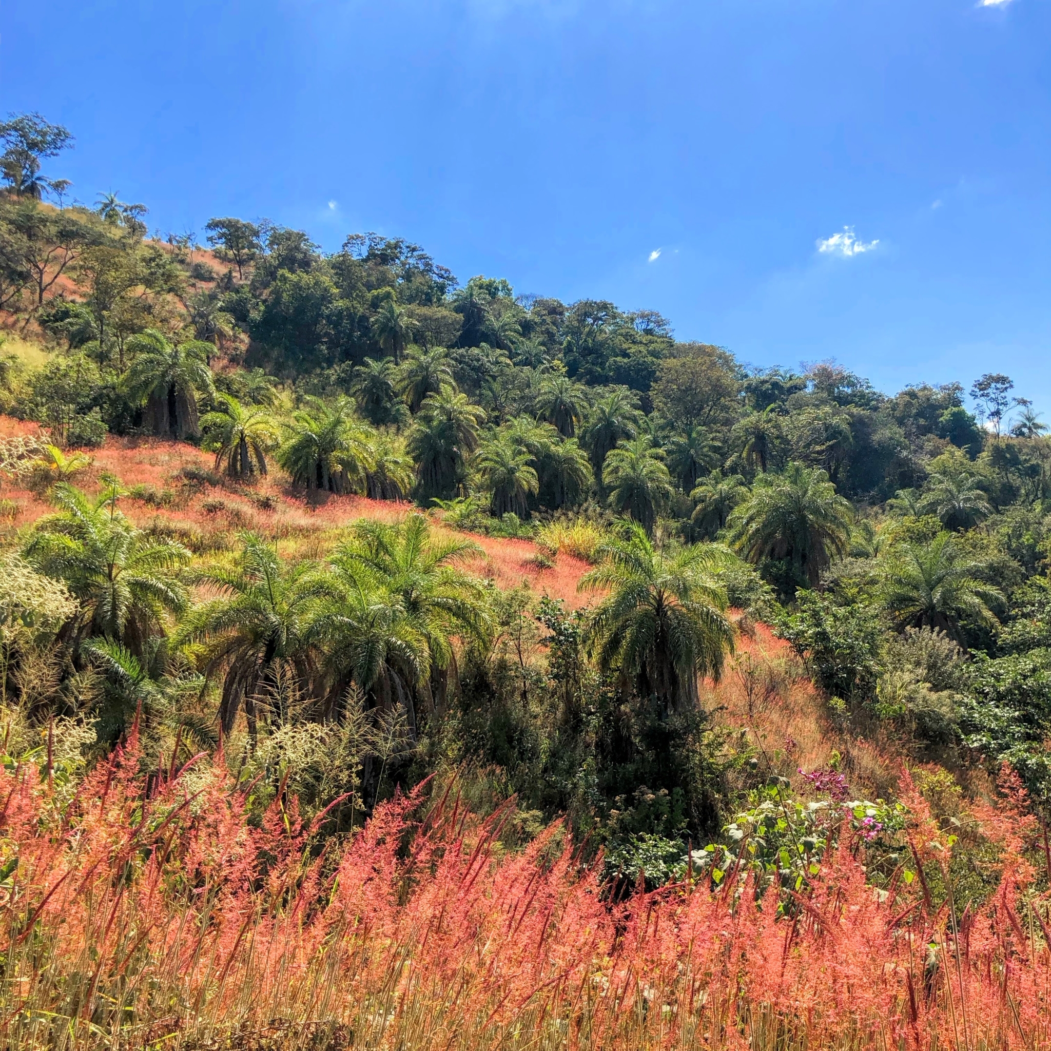Photo of Molasses Grass (5/11)
