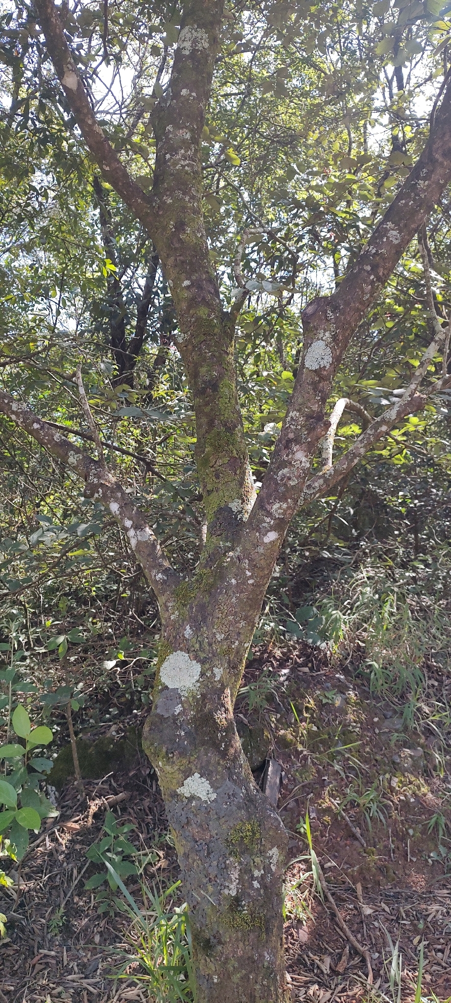 Photo of Luehea divaricata (11/12)