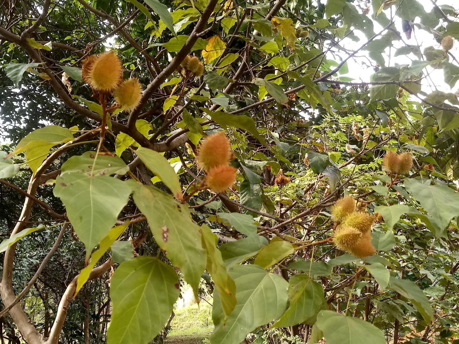Photo of Lipsticktree (2/8)