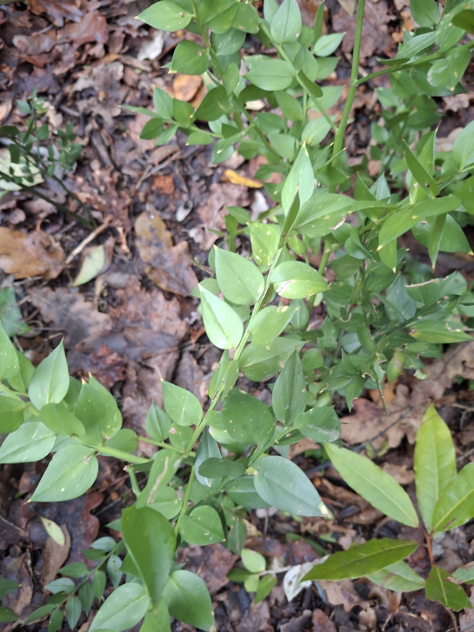 Photo of butcher's-broom (3/12)