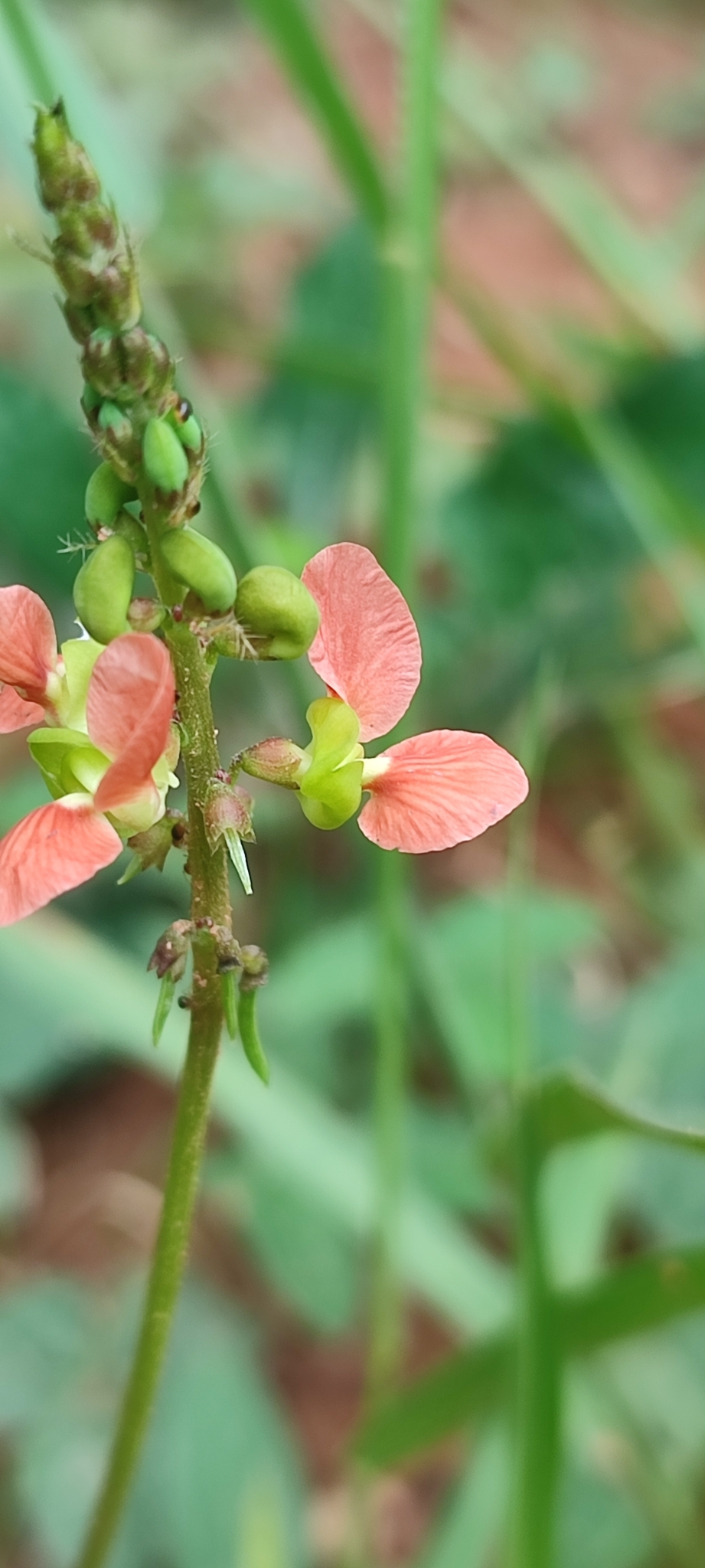 Photo of Macroptilium erythroloma (5/12)