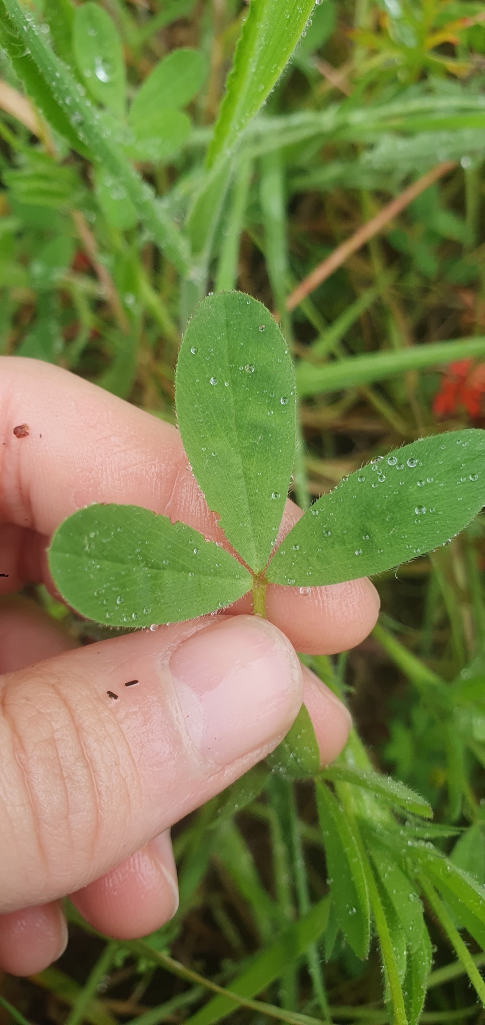 Photo of hop trefoil (11/12)