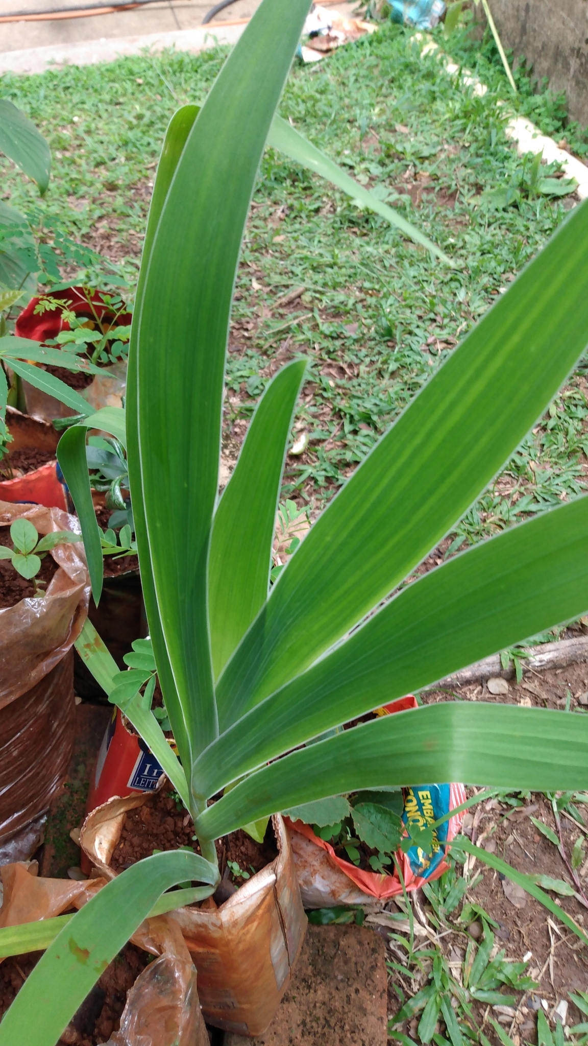 Photo of Blackberry Lily (9/9)