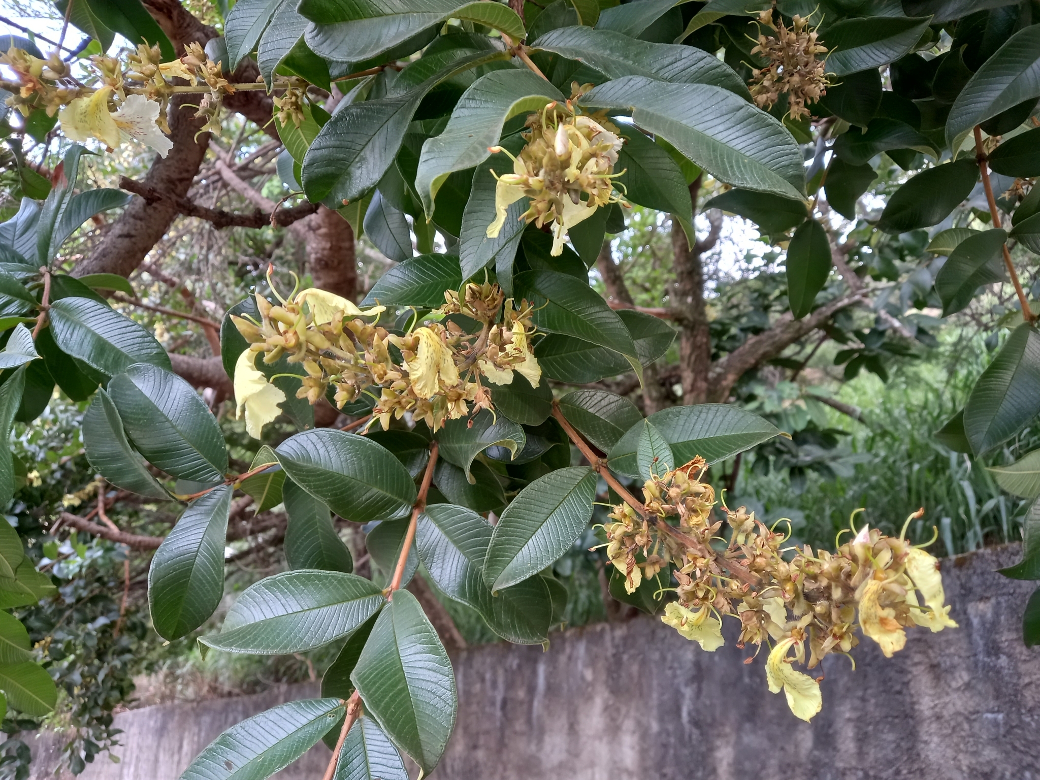 Photo of Qualea multiflora (4/12)