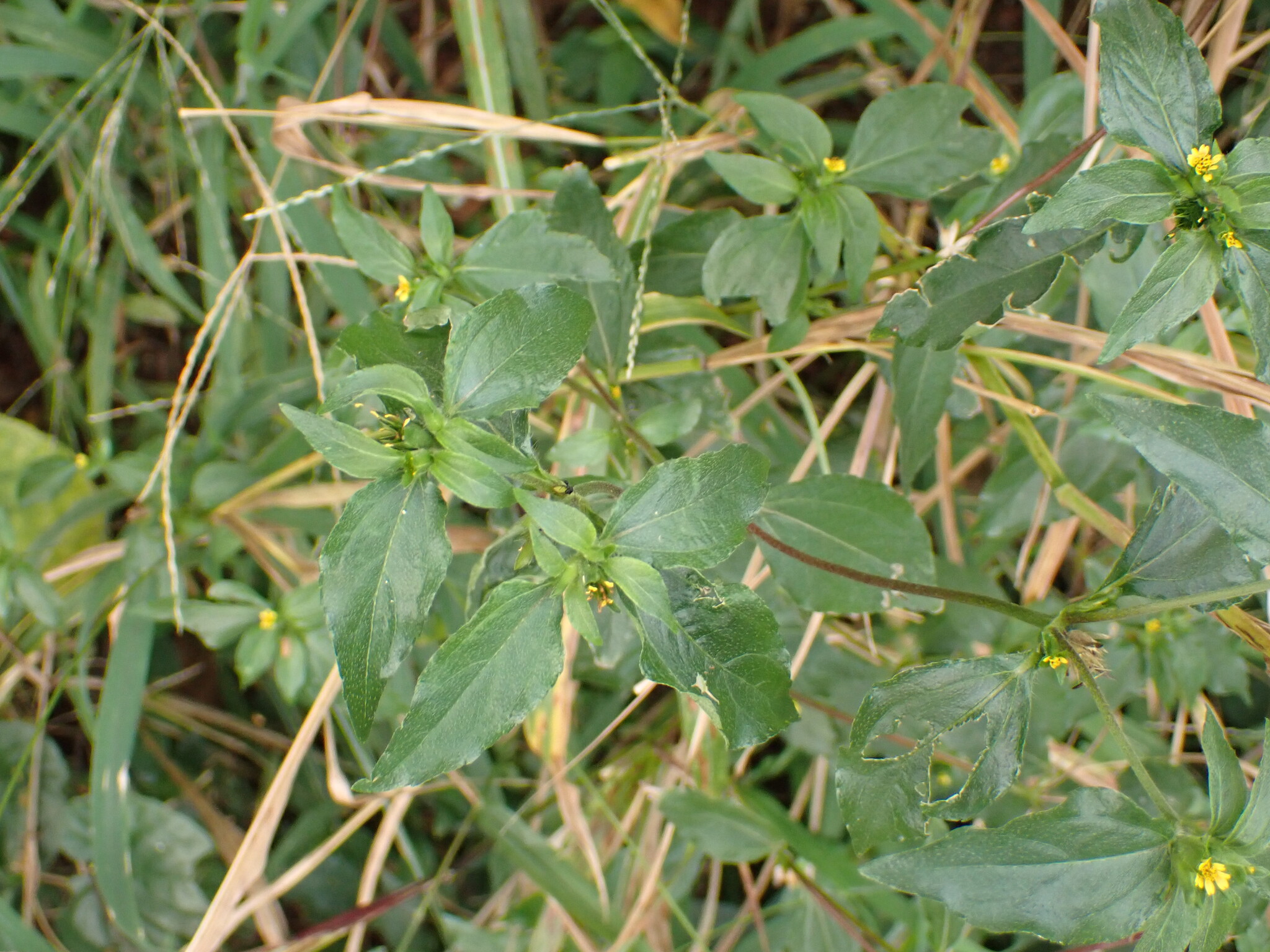 Photo of Nodeweed (4/12)