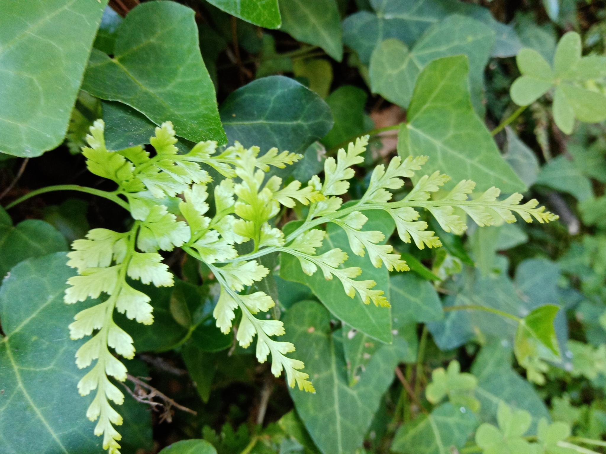 Photo of black spleenwort (6/6)