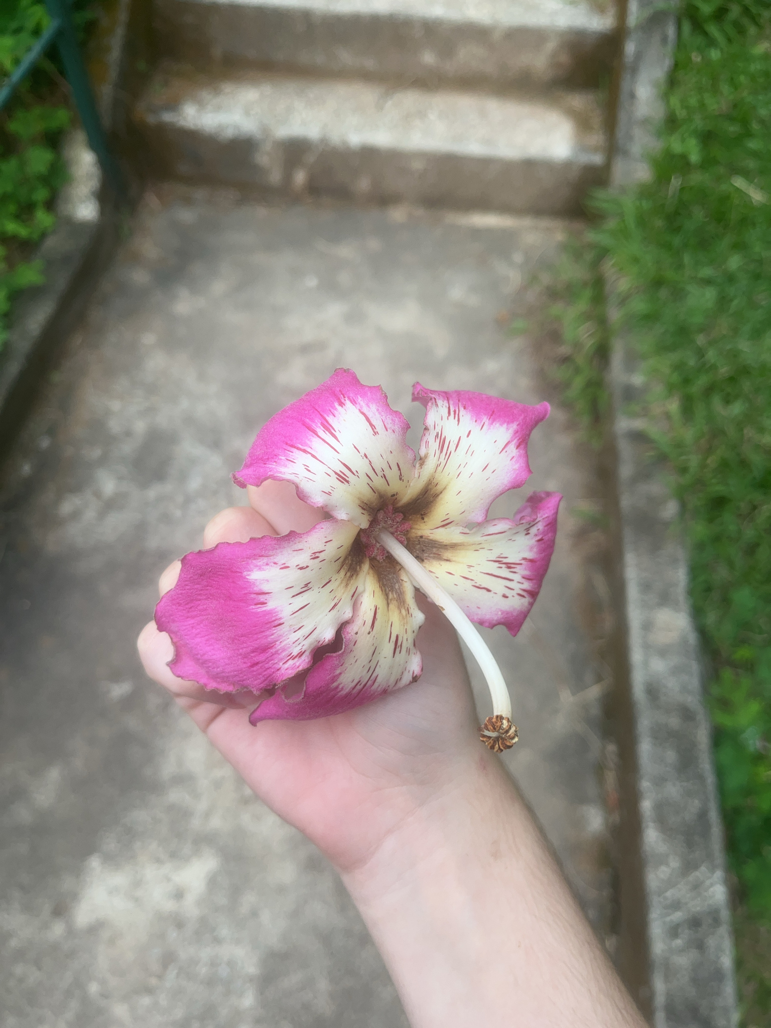 Photo of Silk floss tree (5/12)