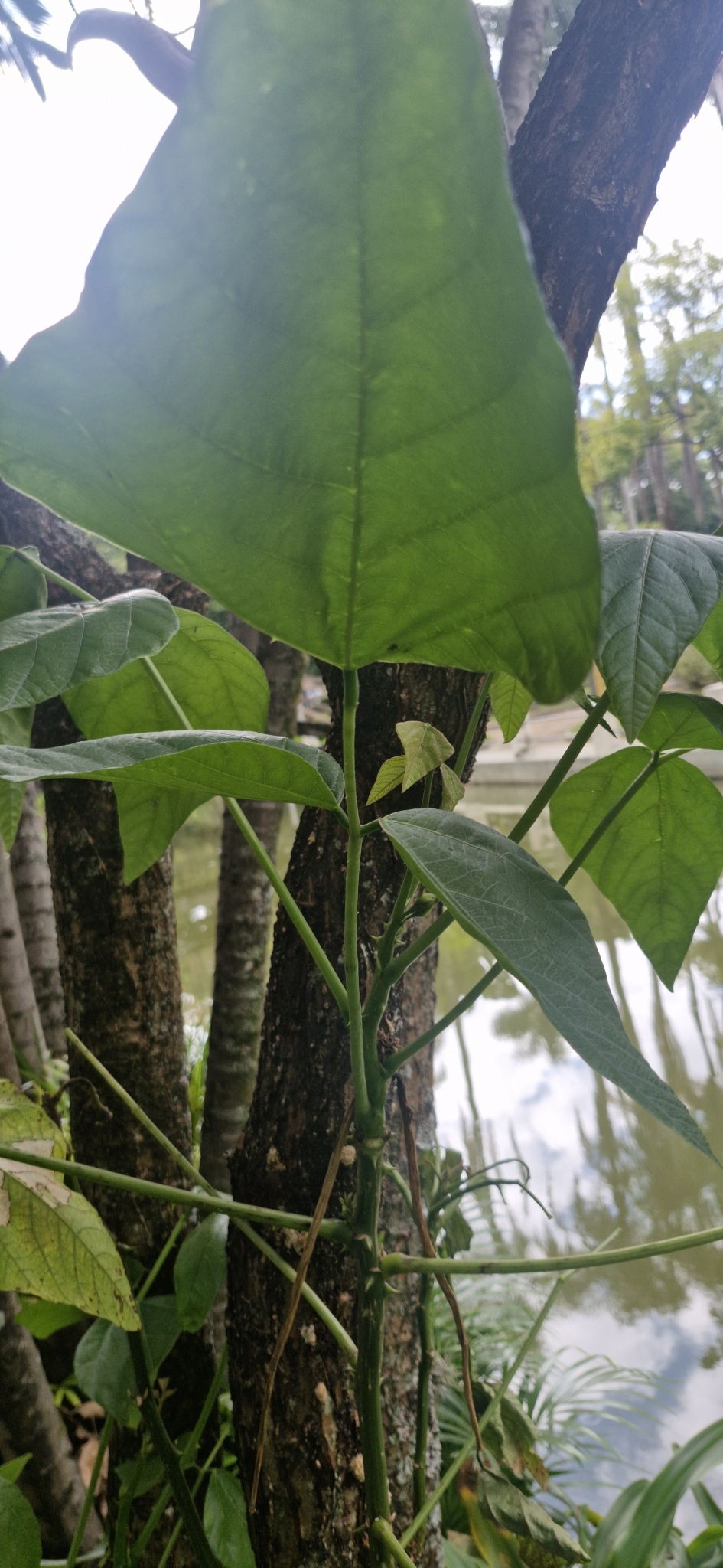 Photo of Magnoliopsida (3/6)
