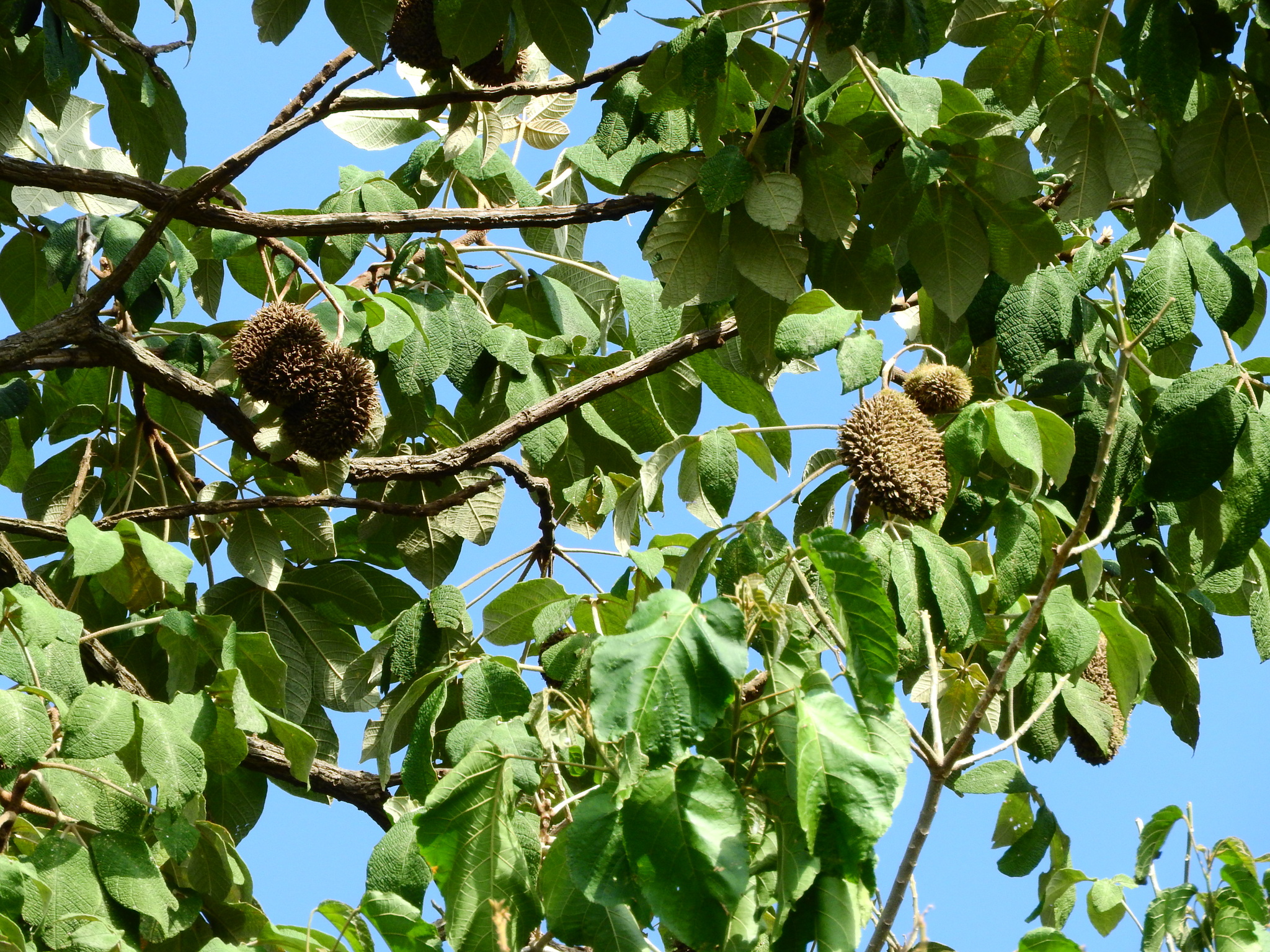 Photo of Zeyheria tuberculosa