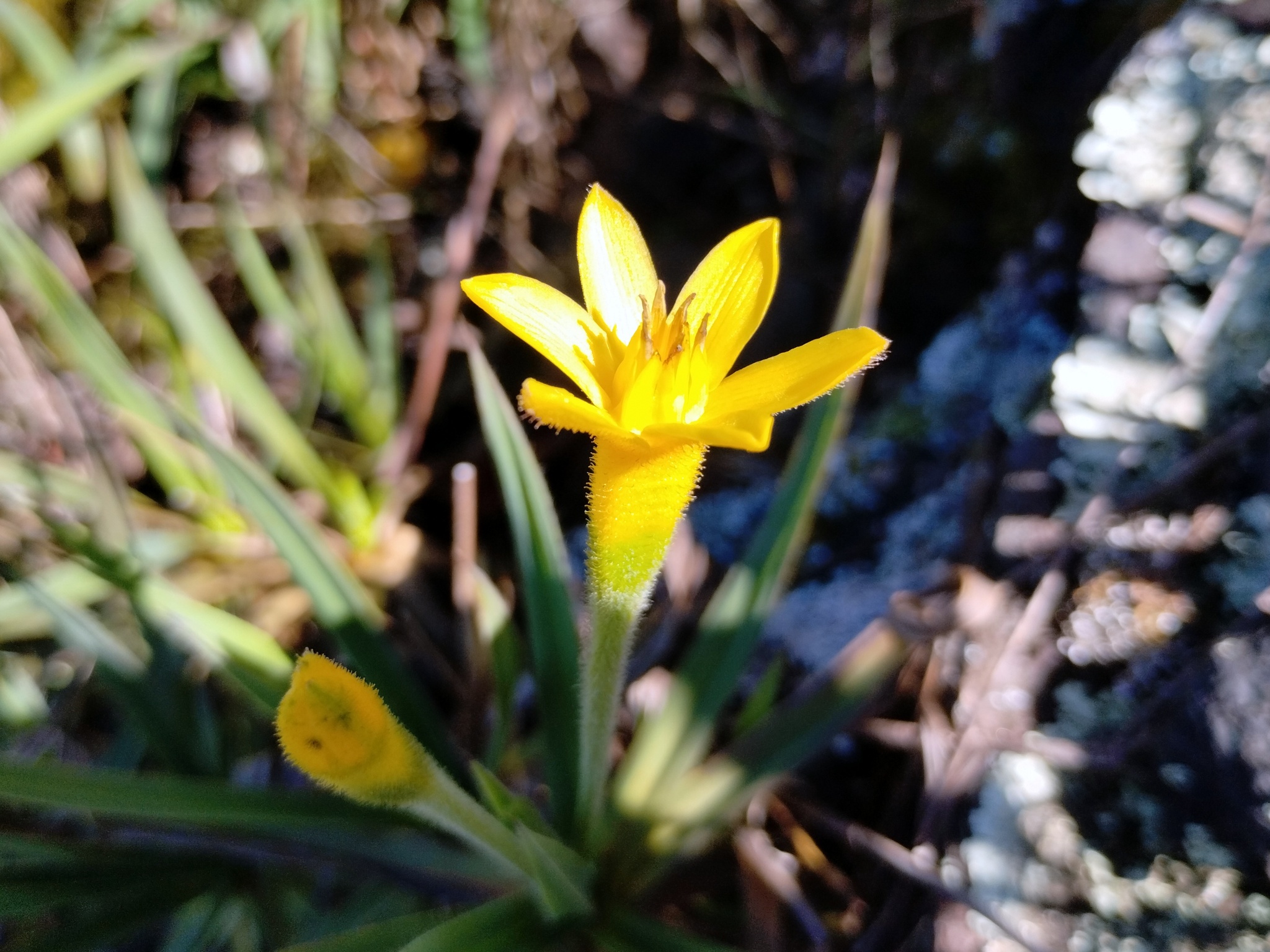 Photo of Barbacenia williamsii (8/10)