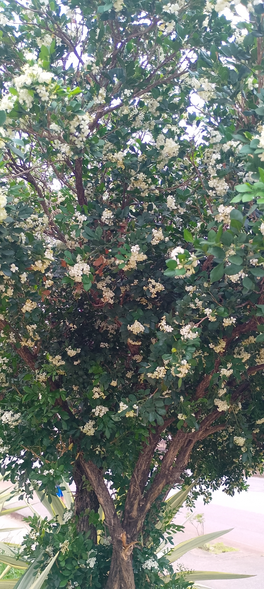 Photo of Orange Jasmine (4/10)