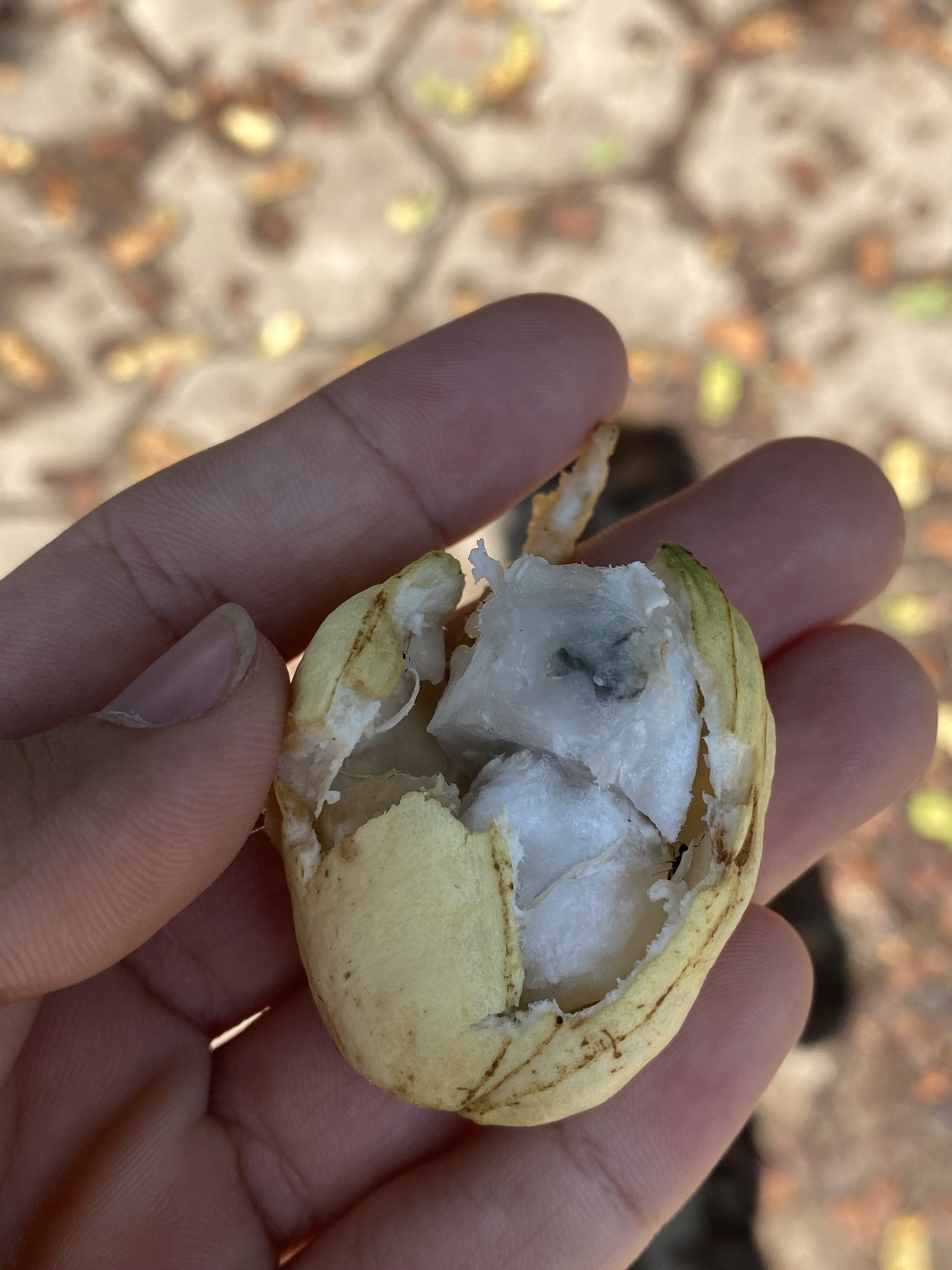 Photo of sacky sac bean (2/10)