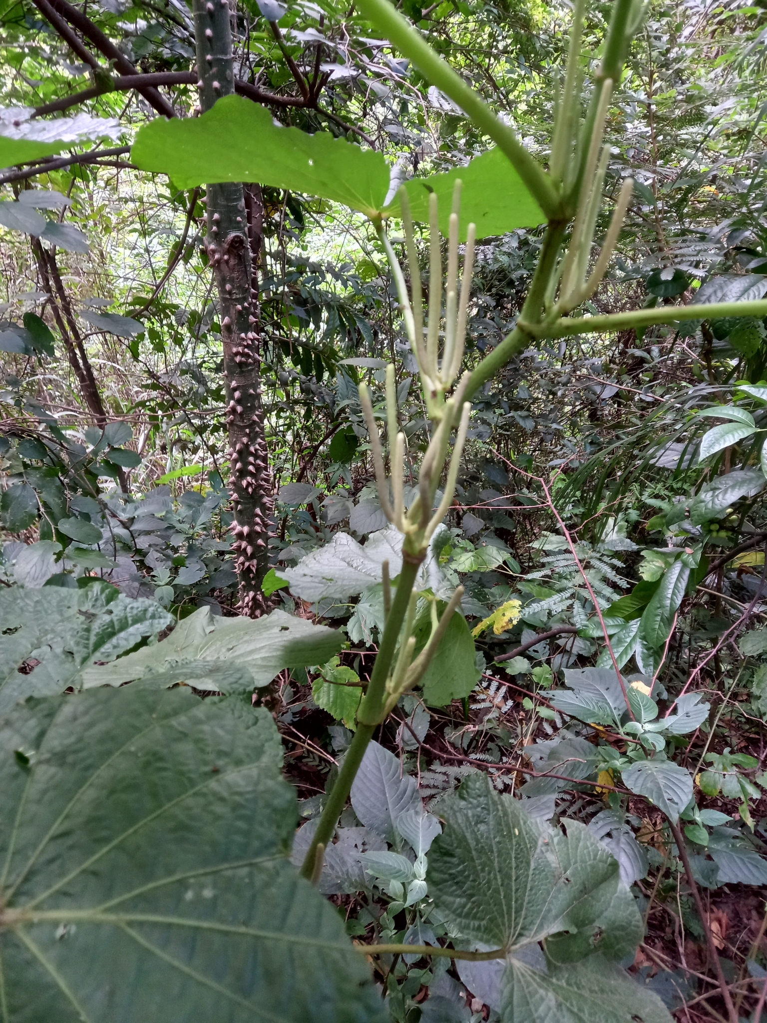 Photo of pariparoba (5/12)