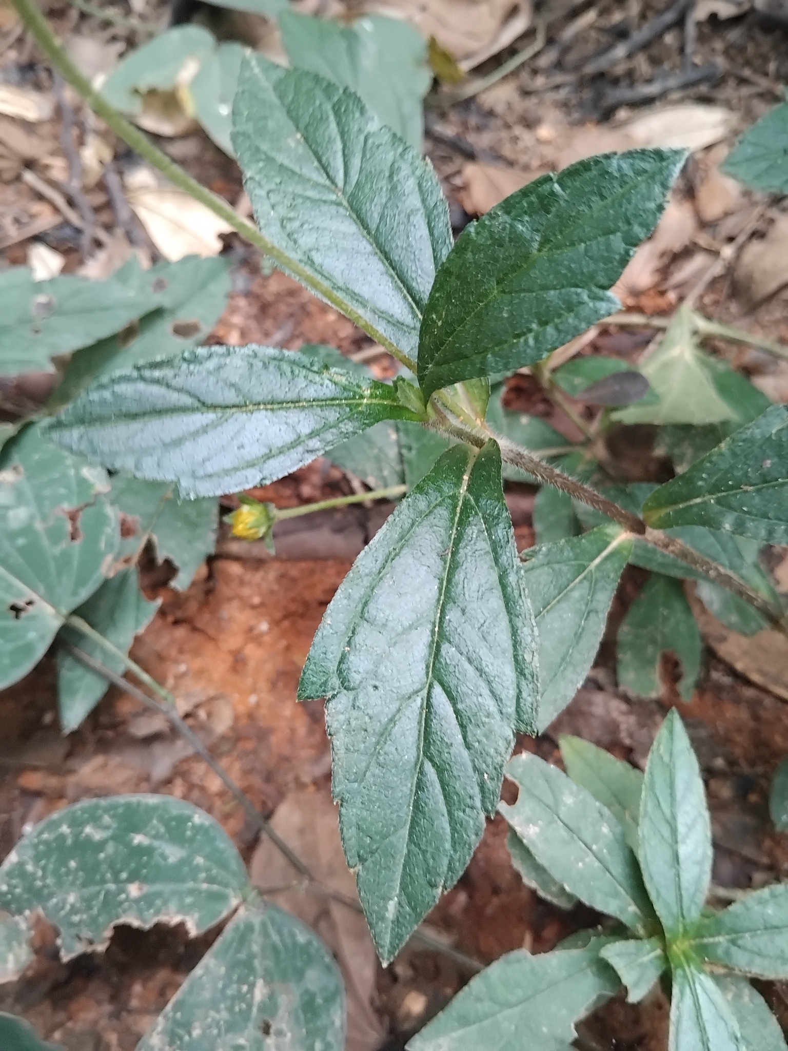 Photo of Sphagneticola (6/7)